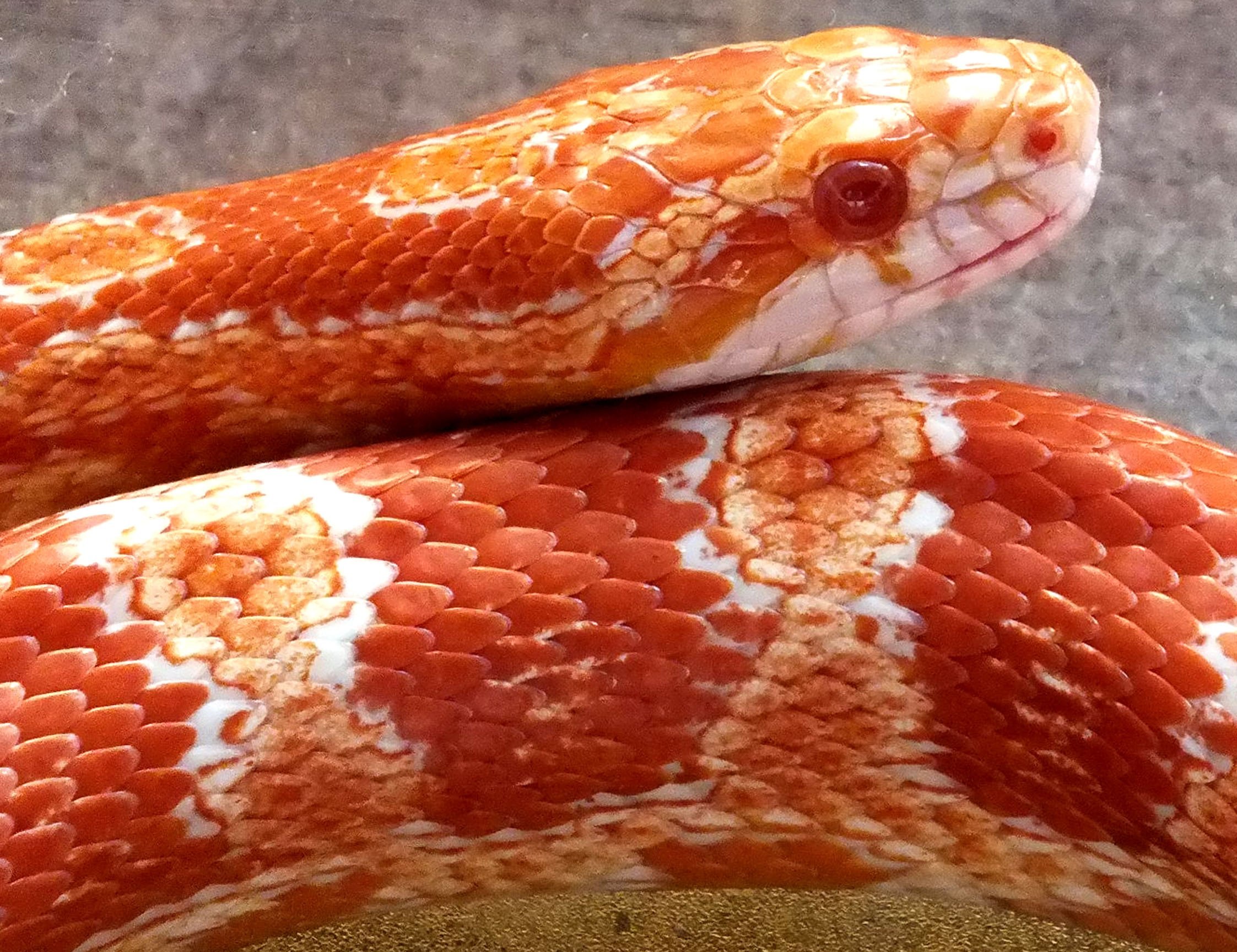Красно желтая змея. Маисовый полоз оранжевый. Маисовый полоз змея красно черная. Маисовый полоз альбинос. Полоз змея неядовитая.