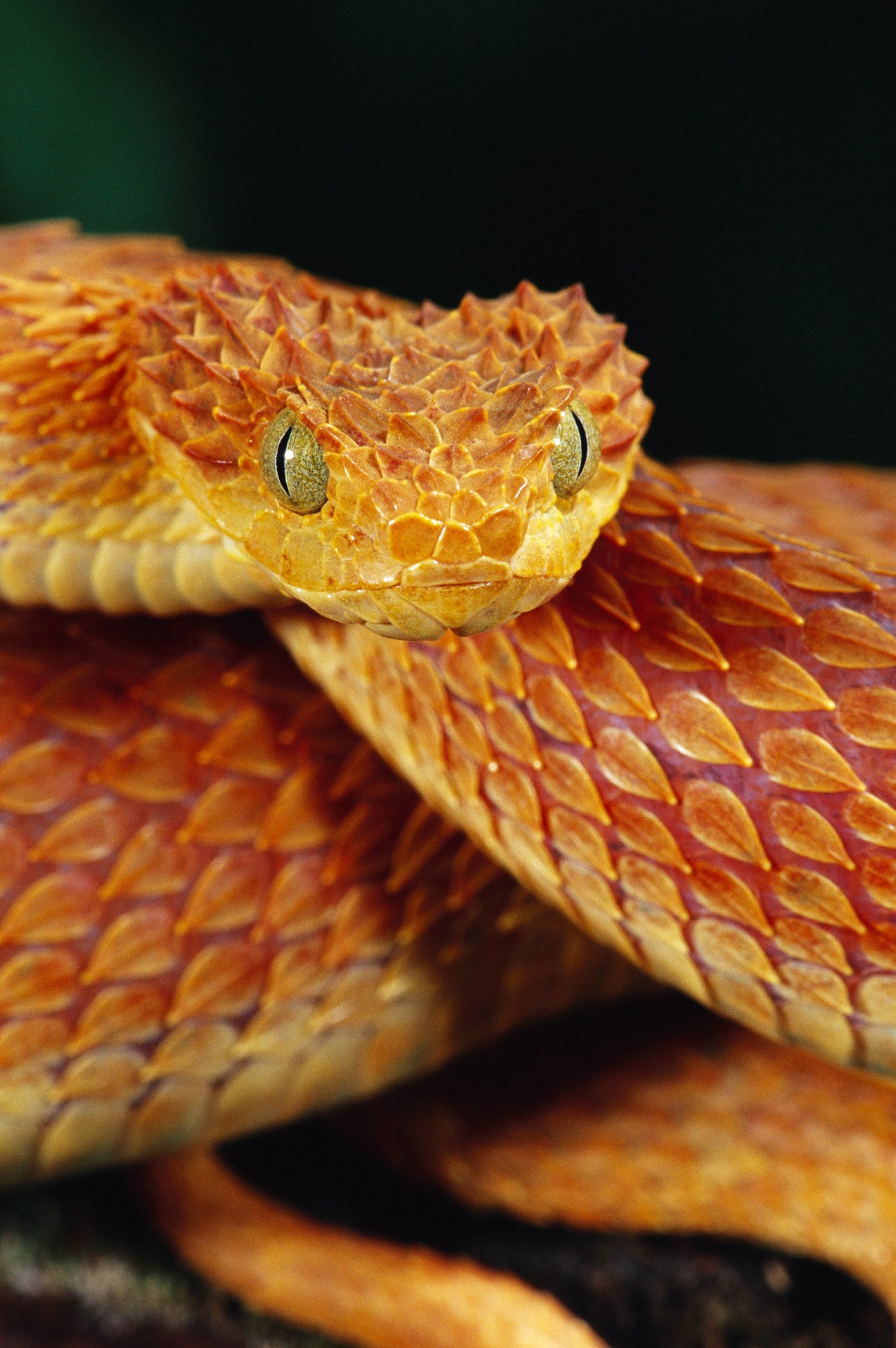 К чему снятся змейки. Золотистый полоз. Разноцветная змея. Золотистая змея. Большие змеи.