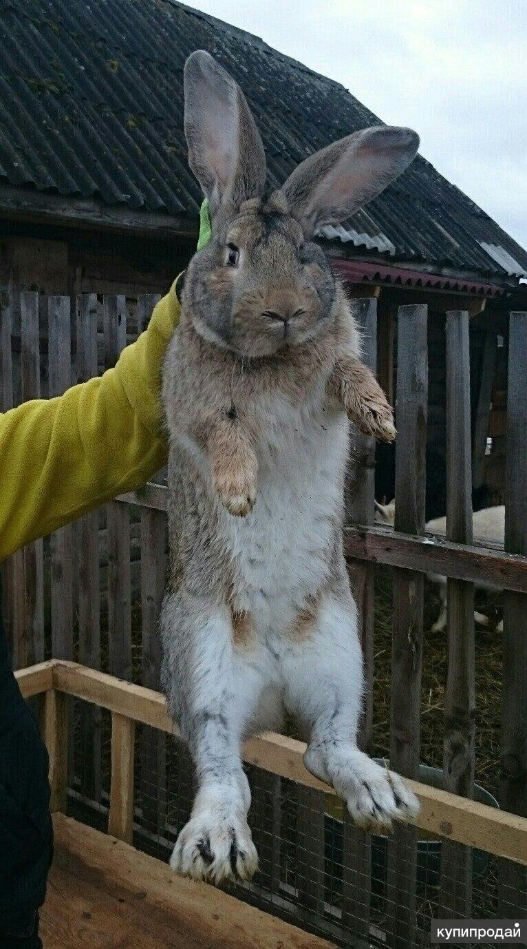 Фламандский заяц (69 фото)