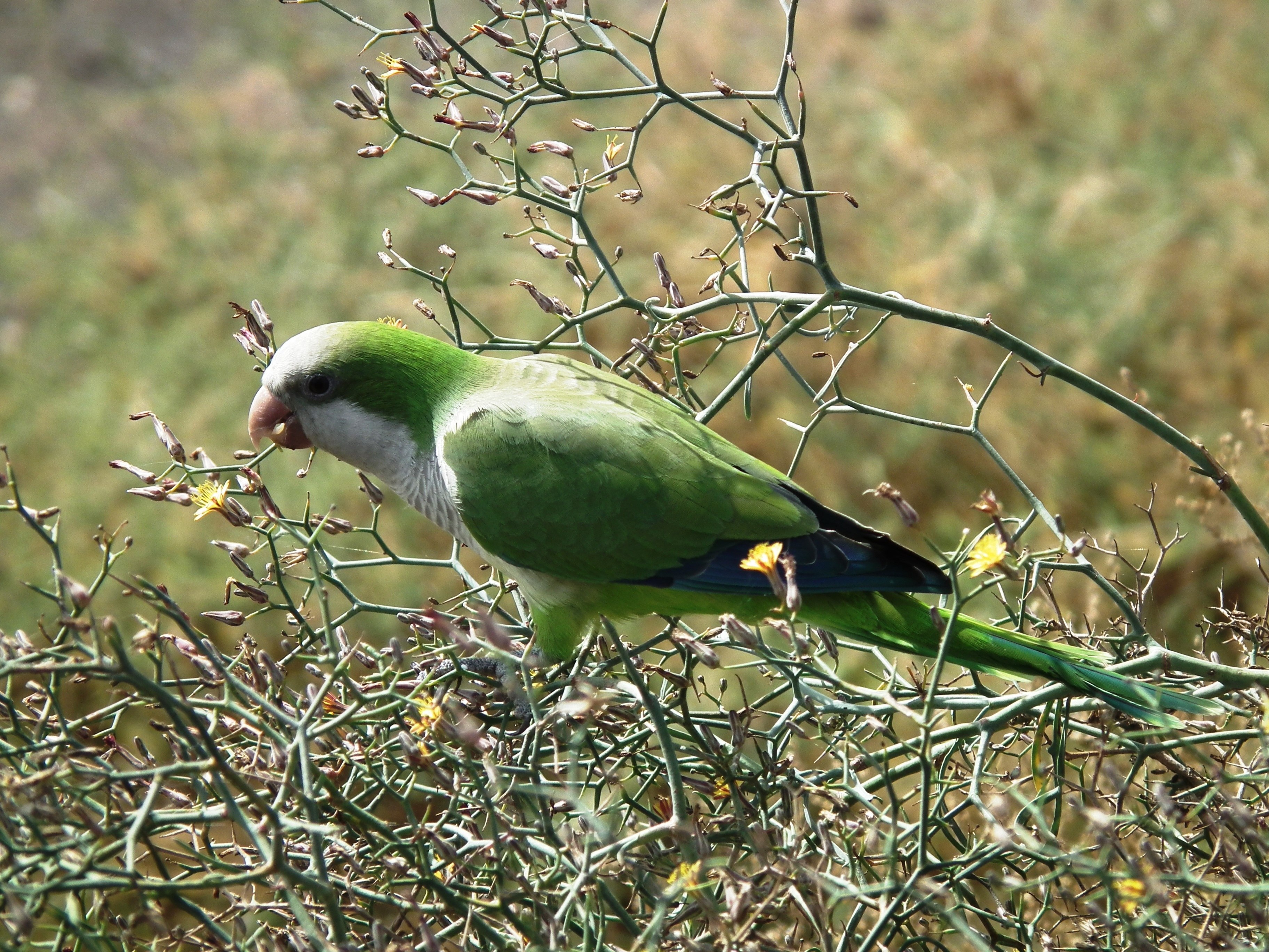Птица с зеленым оперением. Калита монах зеленый. Попугай монах Калита зеленый. Попугай квакер зеленый. Калита (птица).
