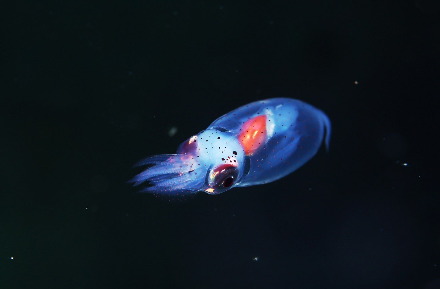 Мелкий зоопланктон. Рыба кальмар светляк. Планктон. Моллюски планктон. Океанический планктон.