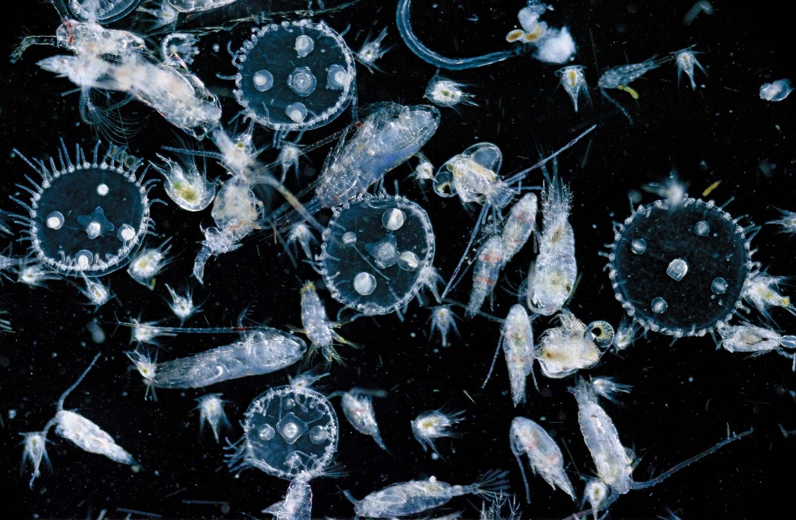 Что такое планктон 5 класс