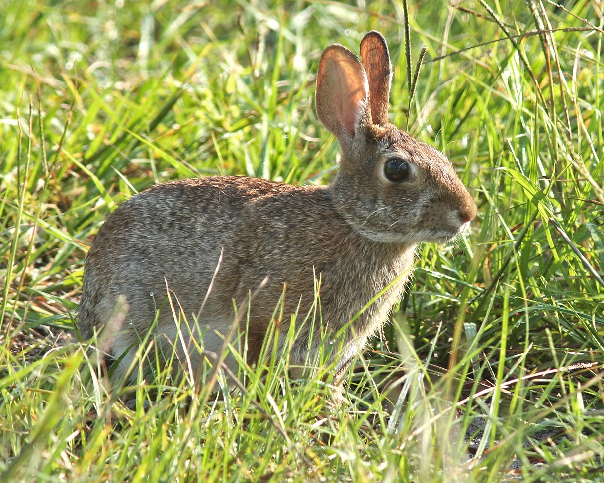 Кроль зайцеобразные