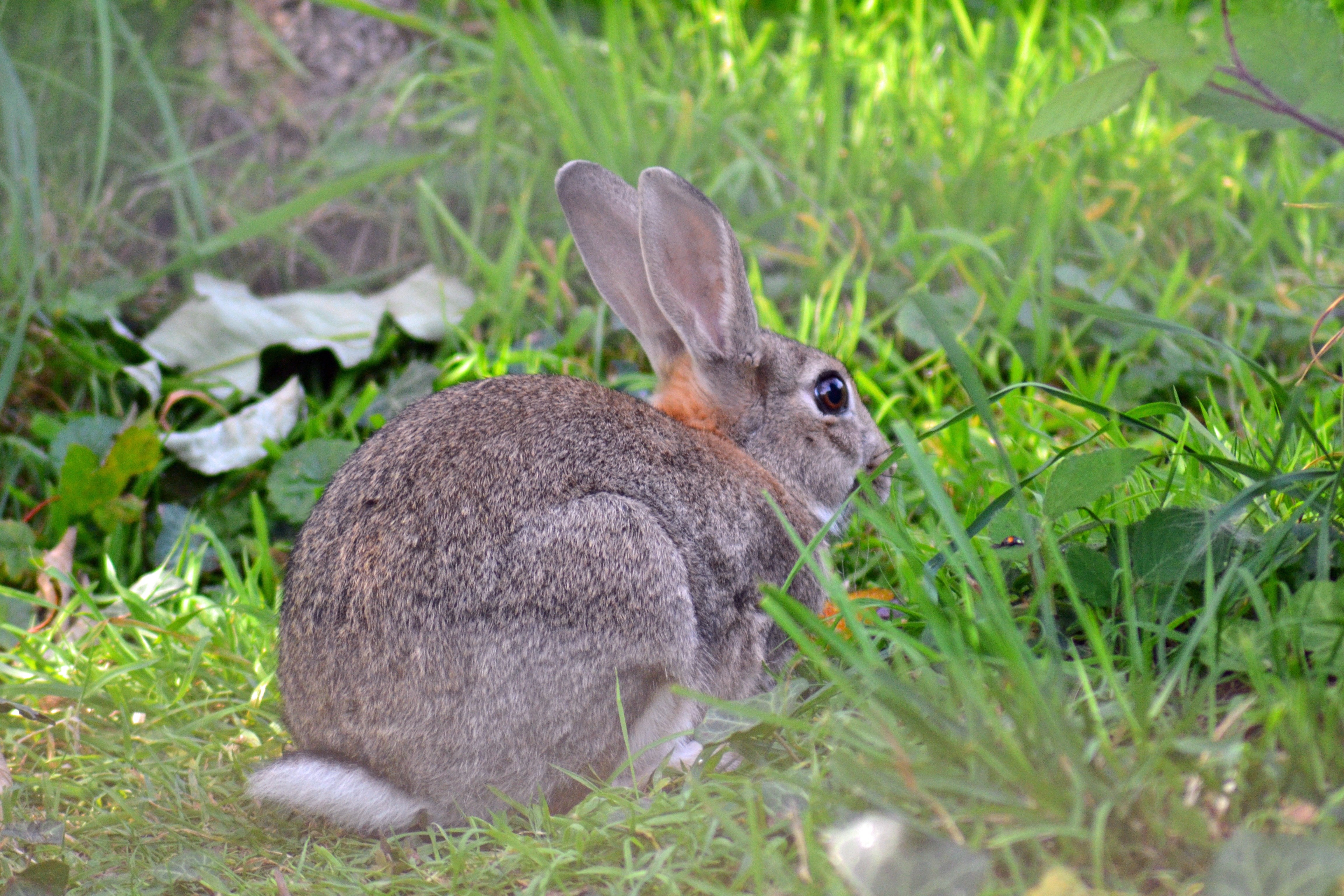 Заяц сразу. Дикий кролик Oryctolagus cuniculus. Заяц Русак и кролик. Хвост зайца русака. Заяц Русак с зайчатами.