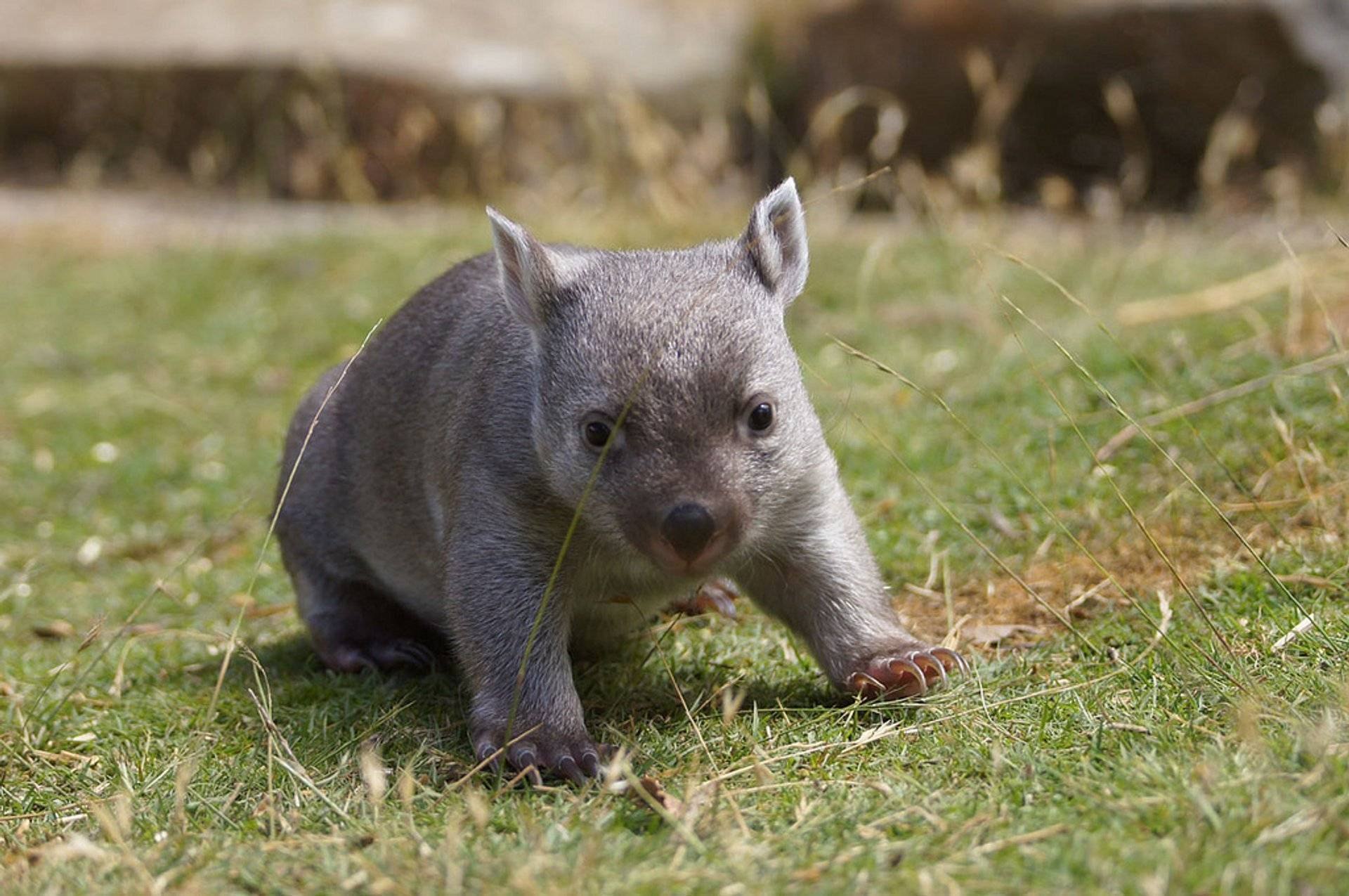 Wombat перевод. Животные Австралии вомбат. Вомбат в Австралии. Сумчатый вомбат. Короткошёрстный вомбат.