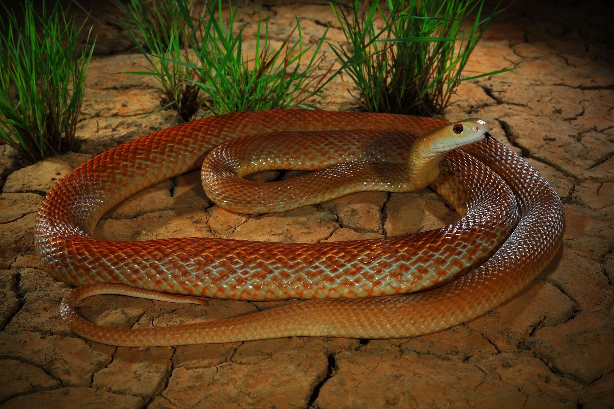 Животные про змей. Австралийский Прибрежный Тайпан. Внутриматериковый Тайпан. Тайпан Маккоя змея. Тайпан змея Австралии.