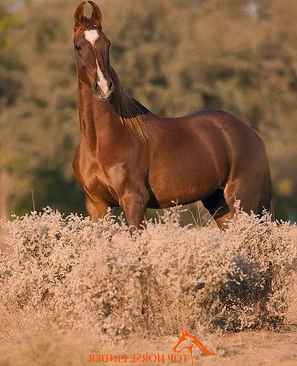 Indian horse. Марвари лошадь. Индийские лошади марвари. Лошади породы марвари. Индийская порода лошадей марвари.