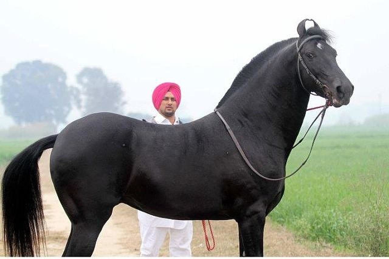 Indian horse. Лошади породы марвари. Пегий марвари. Лошади Индии марвари. Марвари лошадь пегая.