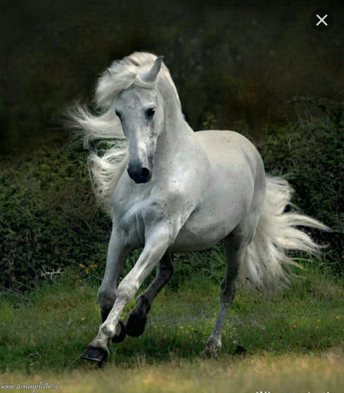 Белоснежные лошадки. Фризская лошадь альбинос. «Белый конь», 1898;. Красивая белая лошадь. Самые красивые белые лошади.
