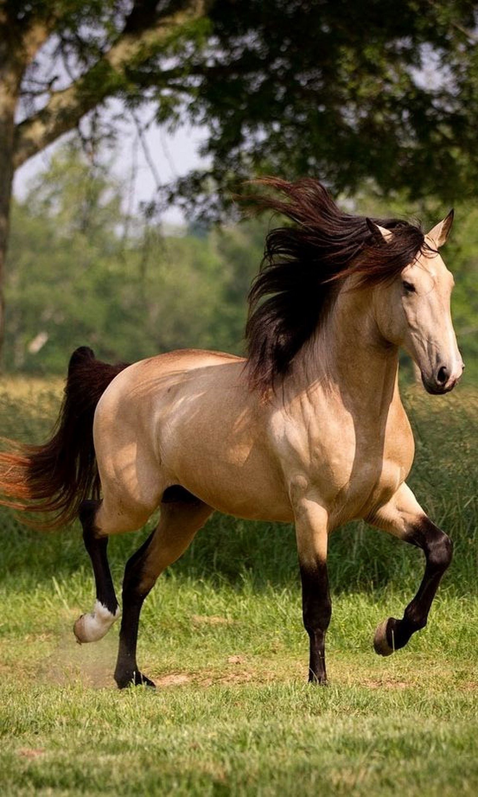Про лошадей красивый. Кигер-Мустанг спирит. Лошади породы Кигер Мустанг. Кигер Мустанг гнедой. Буланый Лузитано.