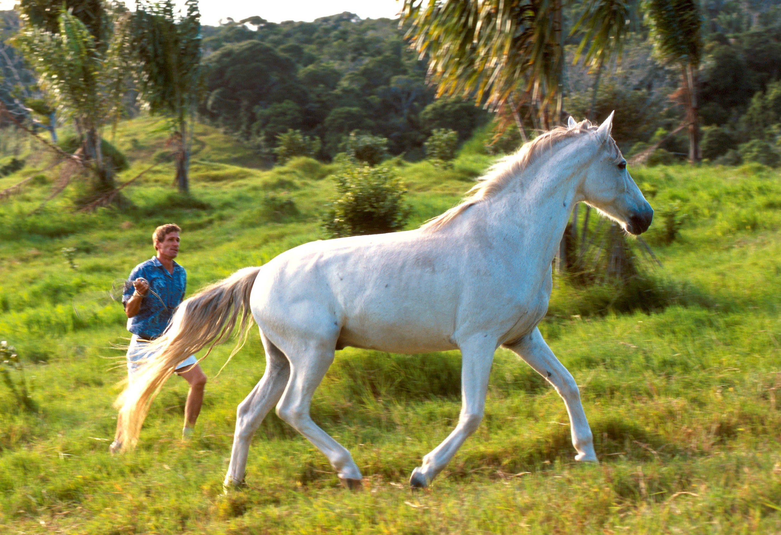 Лошадки настоящие. Абако Барб лошадь. Белая лошадь. Настоящие Единороги. Лошадки и Единороги.