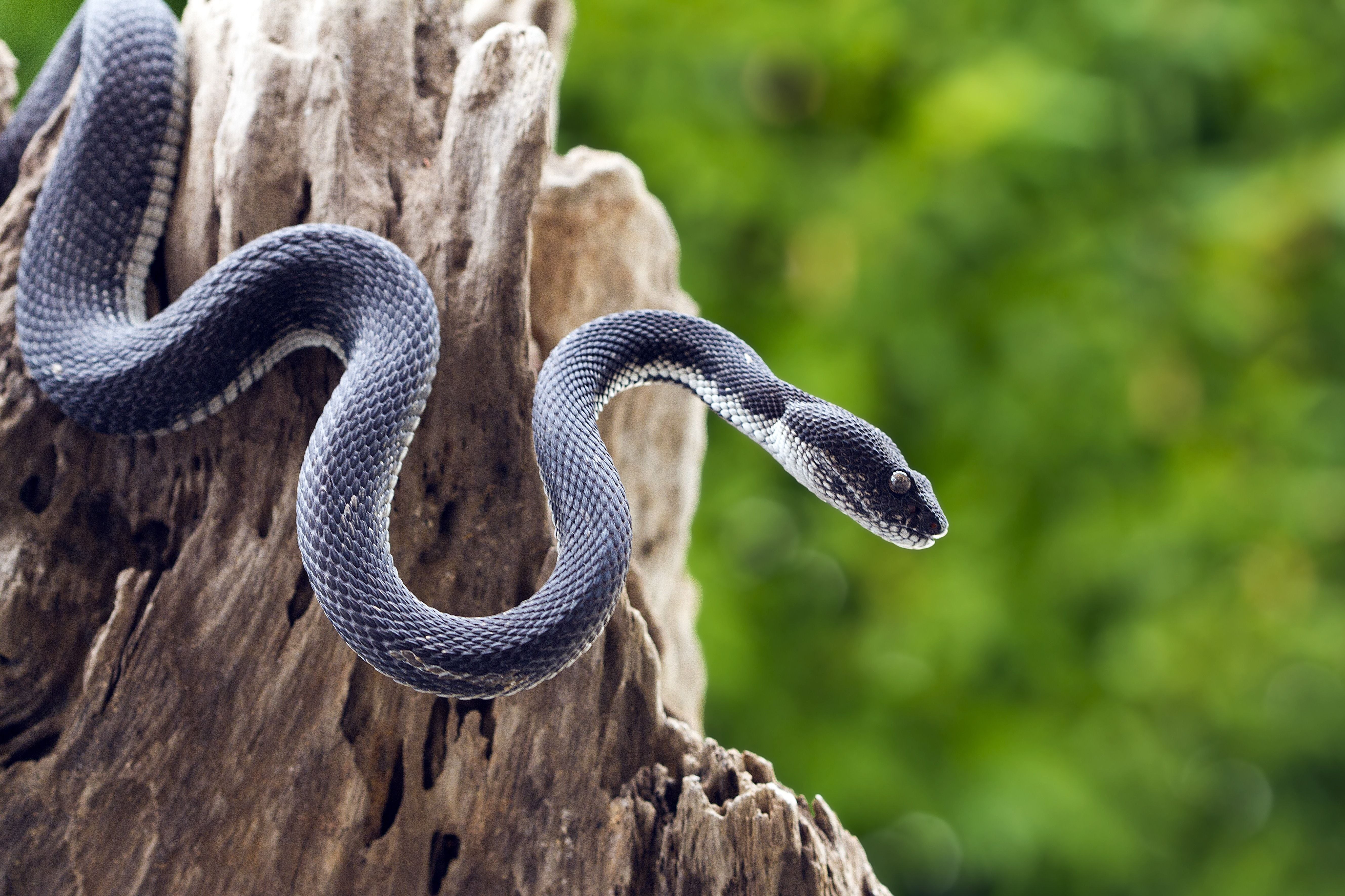 Природа ядовитых змей. Lycodon Laoensis. Уж гадюка ,Кобра, питон. Реснитчатая гадюка. Змеи на Самуи.