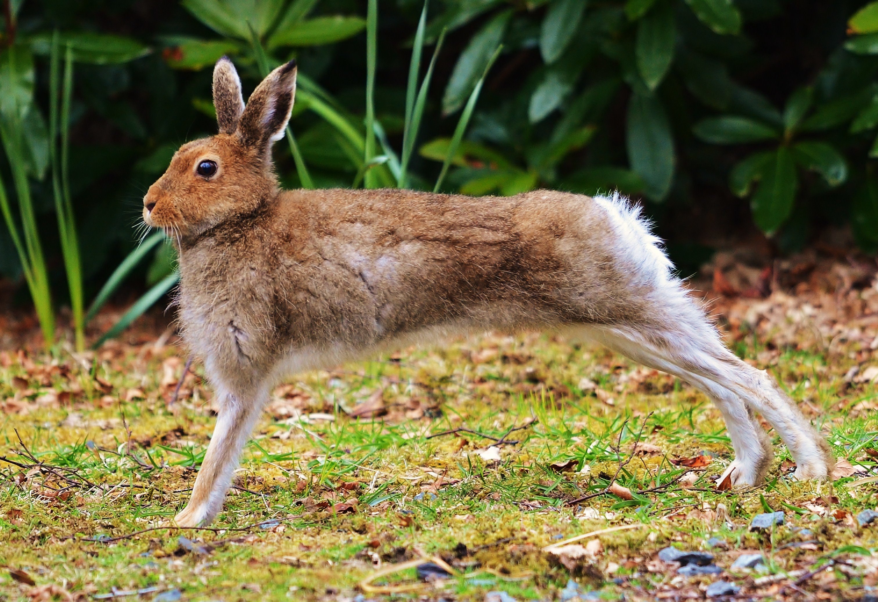 Болотный заяц. Отряды млекопитающих зайцеобразные. Кроль зайцеобразные. Отряд зайцеобразные кролики. Зайцевые и зайцеобразные.