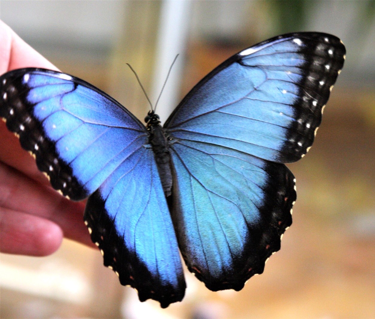 Голубая бабочка. Морфо Пелеида. Morpho peleides бабочка. Morpho peleides голубая Морфо. Голубая МОРФА (Morpho peleides).