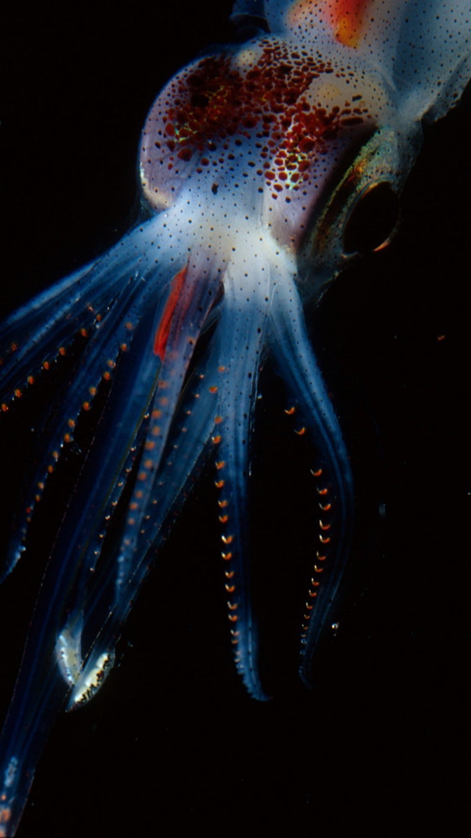 Морское головоногое. Глубоководный кальмар (кальмар-вампир). Морские головоногие моллюски. Кальмар Squid. Биолюминесценция головоногих.