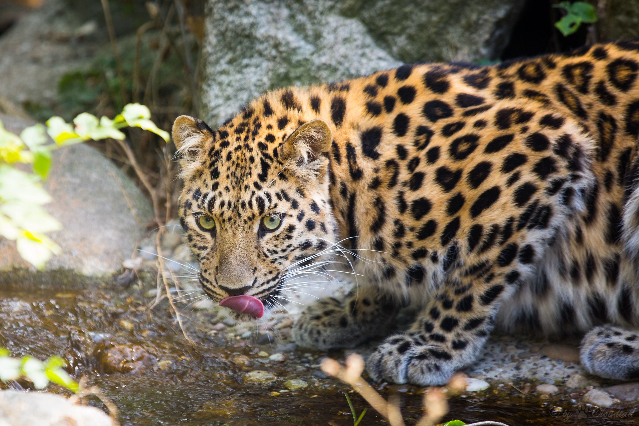 Leopard. Дальневосточный Амурский леопард. Дальневосточный леопард (Panthera pardus orientalis). Маньчжурский леопард. Дальневосточный Ягуар.