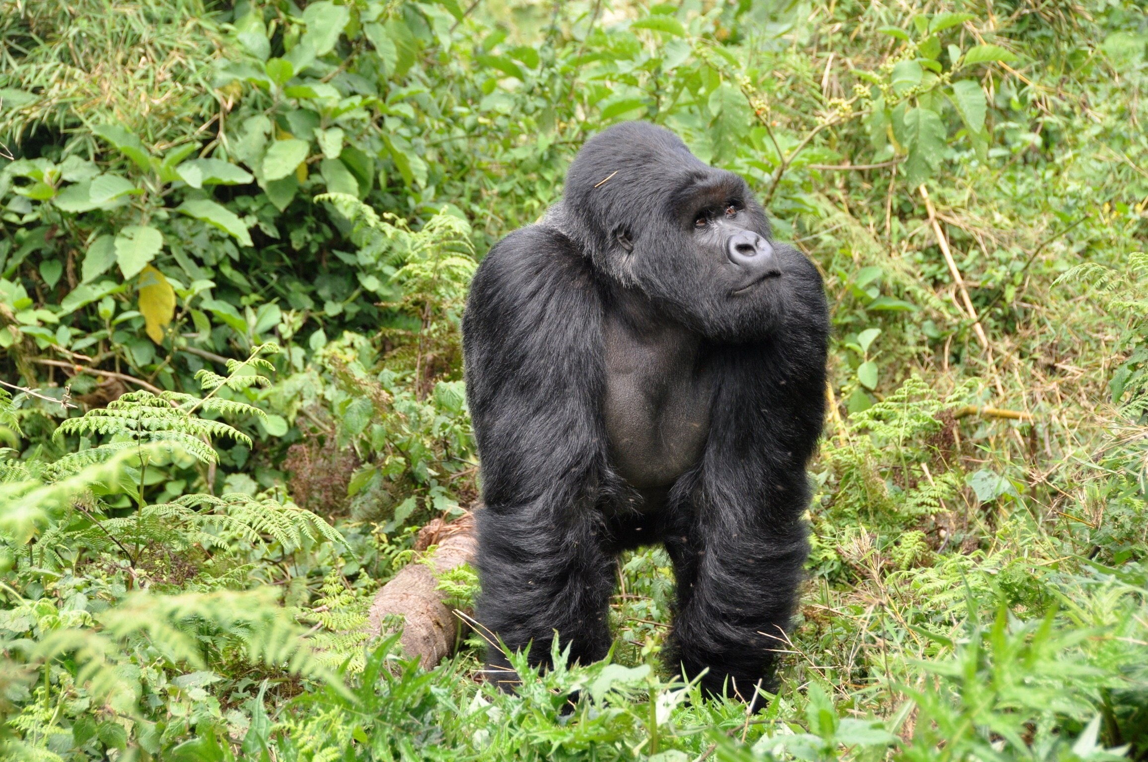 Обезьяна природная зона. Горилла горилла горилла. Человекообразные обезьяны гориллы. Rwanda горилла. Гориллы в Африке.