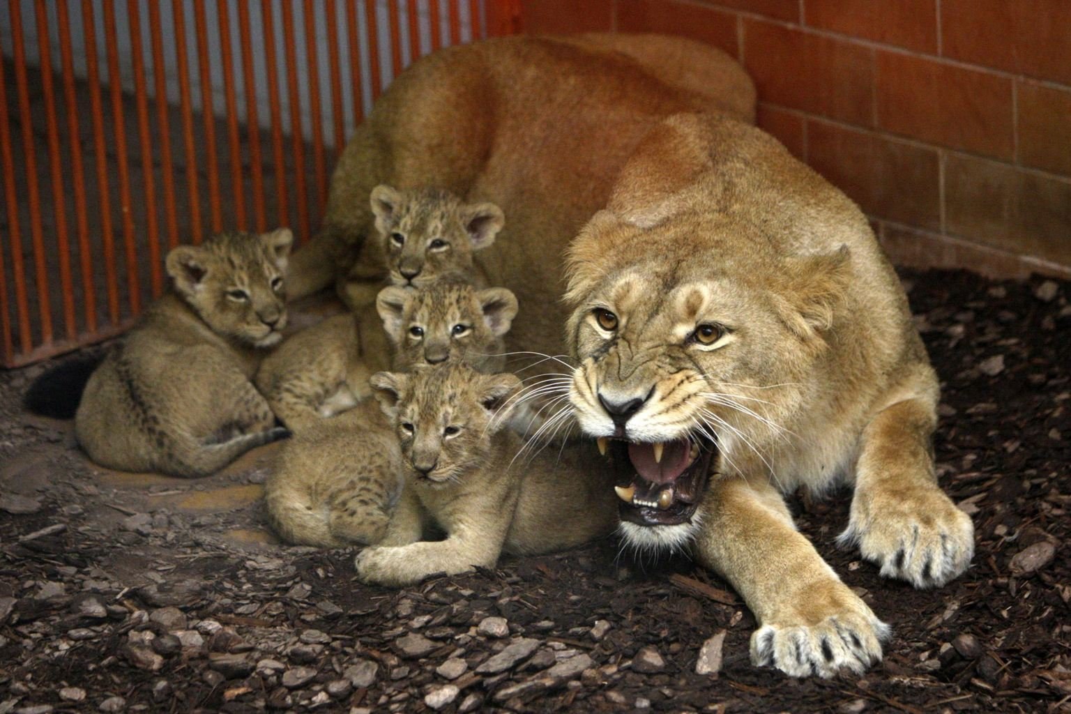 Мать и ребенок животные. Лев львица и Львенок семья. Инстинкты животных. Львица с детенышем. Детеныш Льва.