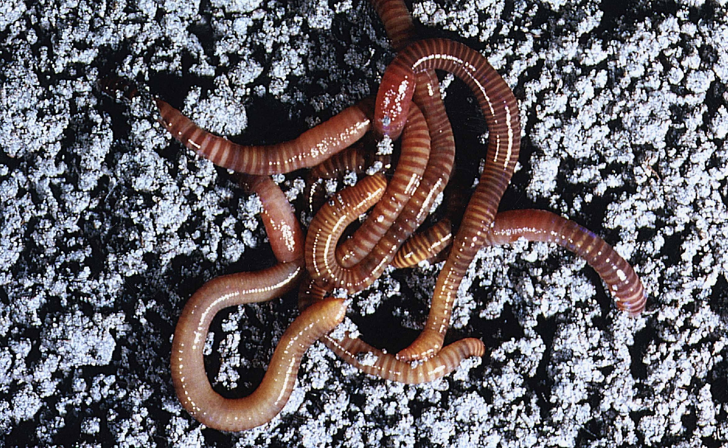 Активный червь. Дождевые черви Eisenia Fetida. Червь навозный (Eisenia foetida). Калифорнийский червь навозный червь.