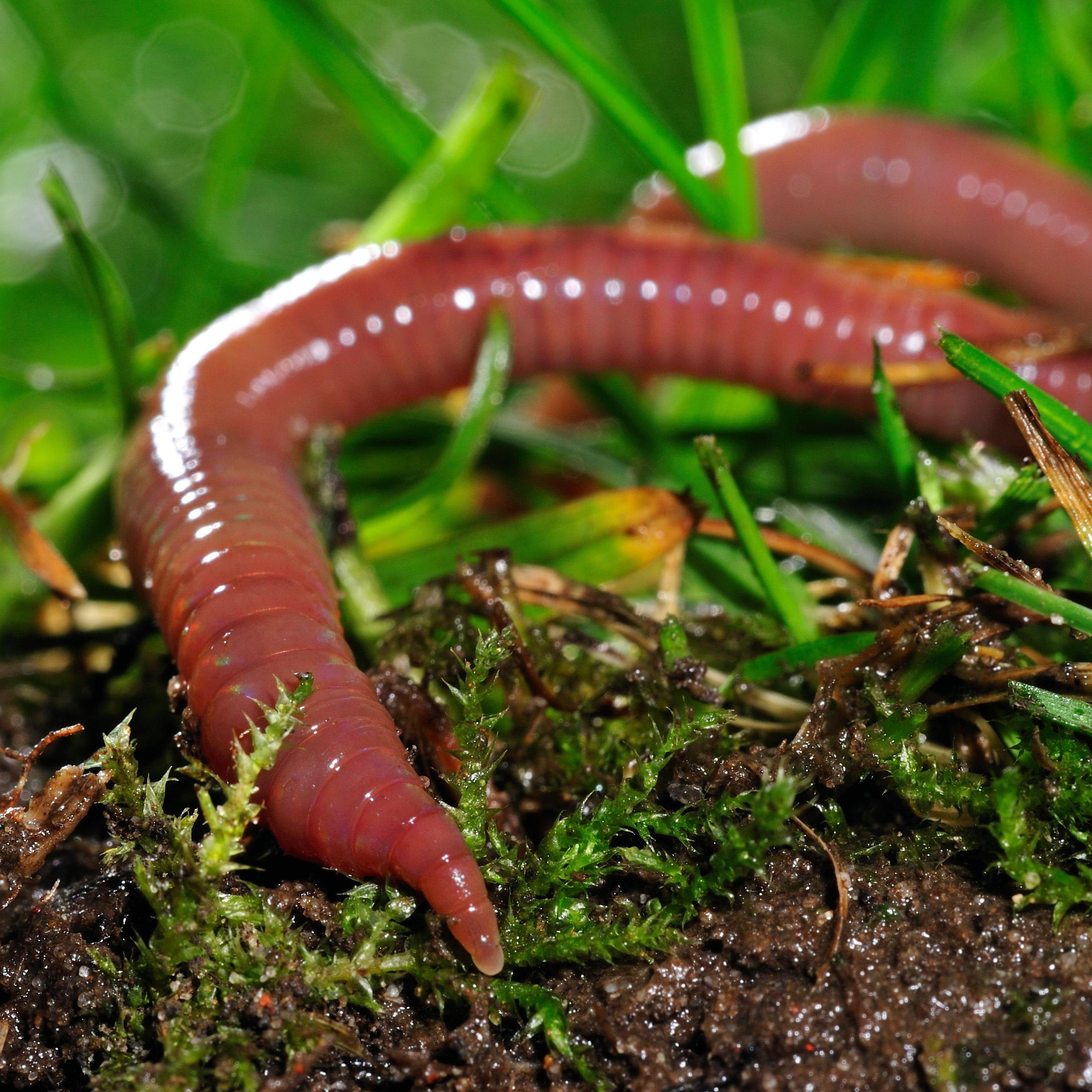 Дождевой червь обитатель. Кольчатые черви дождевые. Красный калифорнийский червь. Дождевые черви среда обитания.