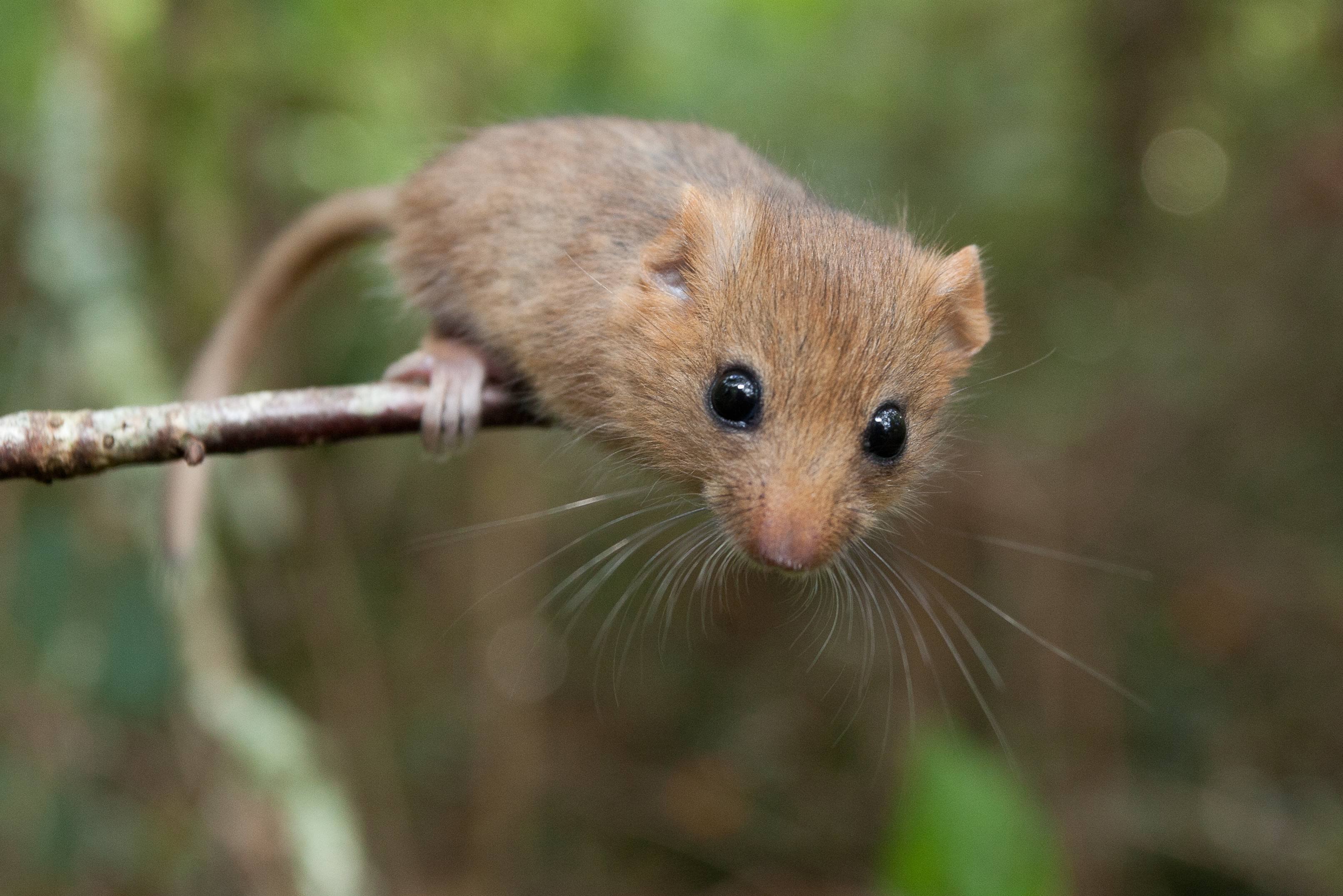 Лесная мышь животное