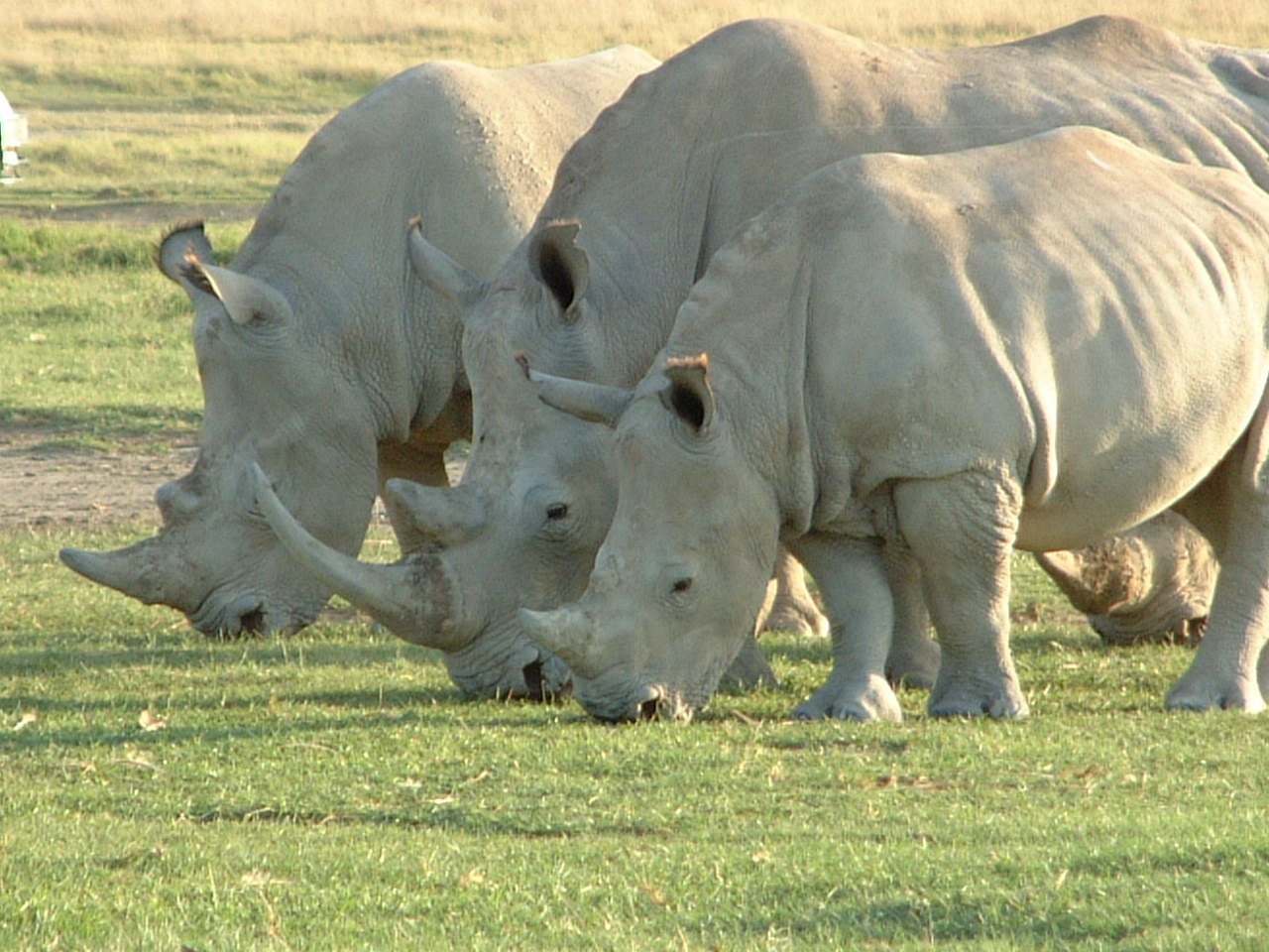 Северные носороги сколько осталось. Белые носороги в ЮАР. Широконосый носорог. Африканский белый носорог. Северный носорог белый носорог.