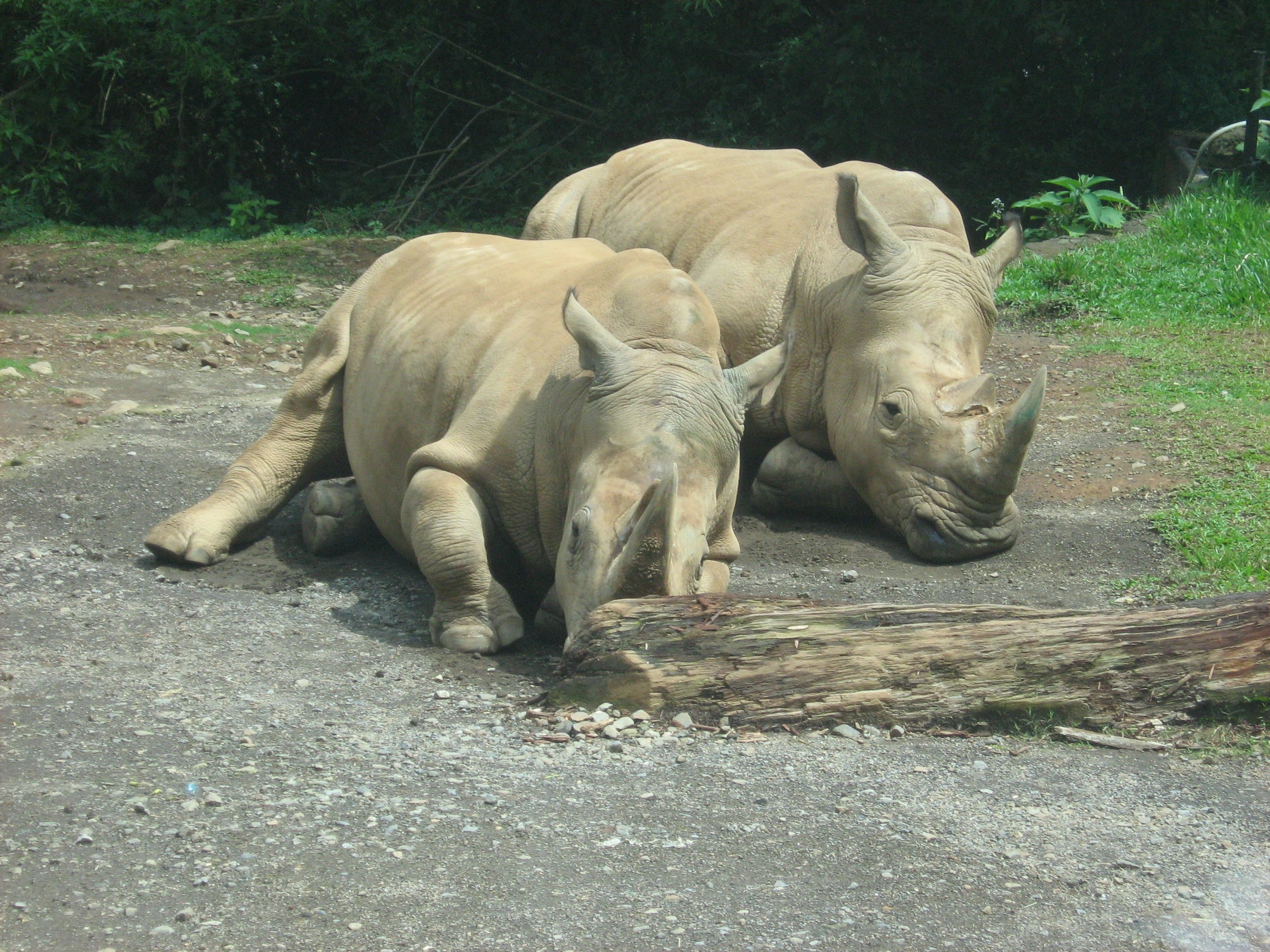 Северные носороги сколько осталось. Белый носорог. Белый носорог вымер. Северный носорог белый носорог. Северный носорог вымер.