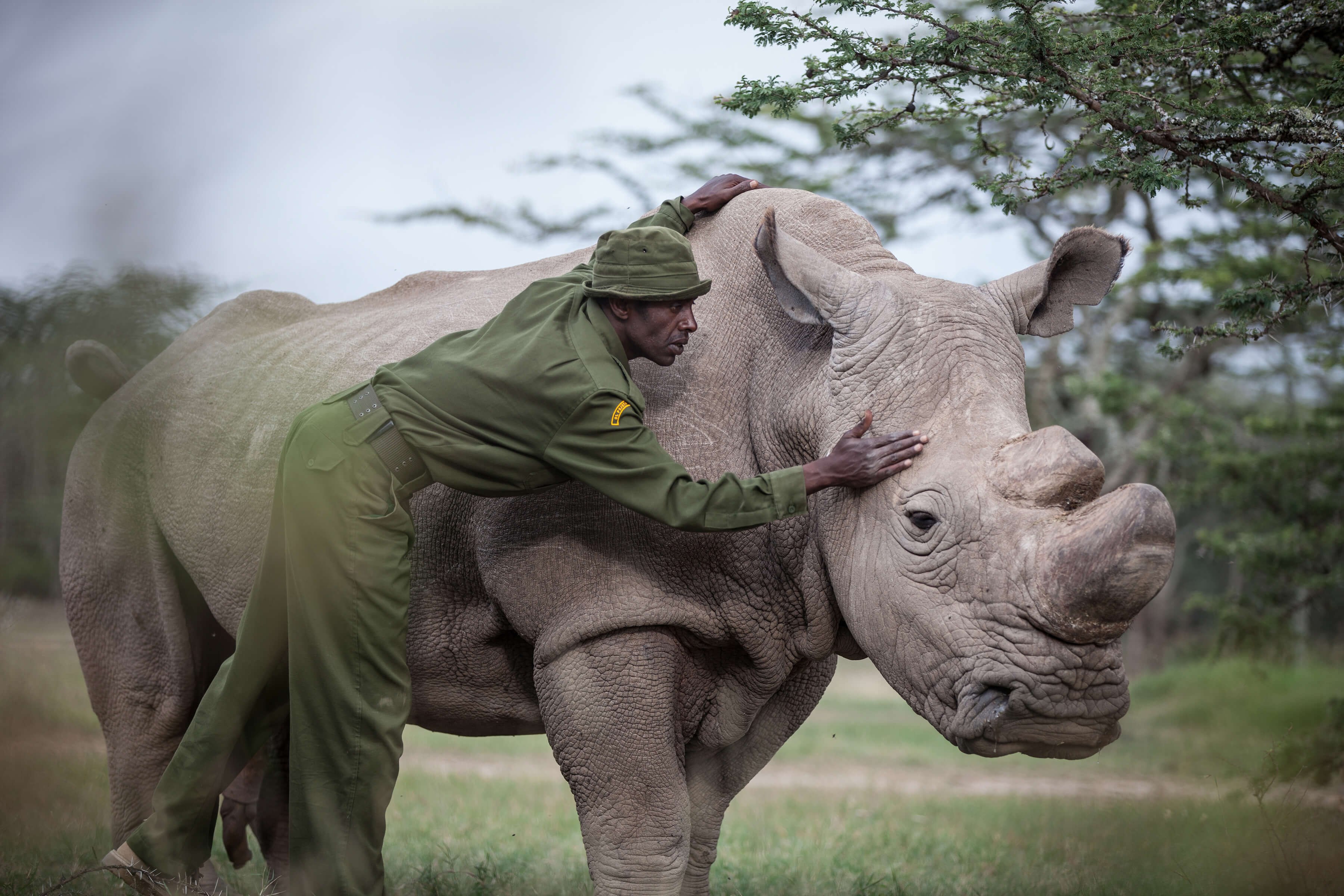 Северные носороги сколько осталось. Северный белый носорог вымер. Северный белый носорог Судан. Белый носорог вымер. Носорог альбинос.