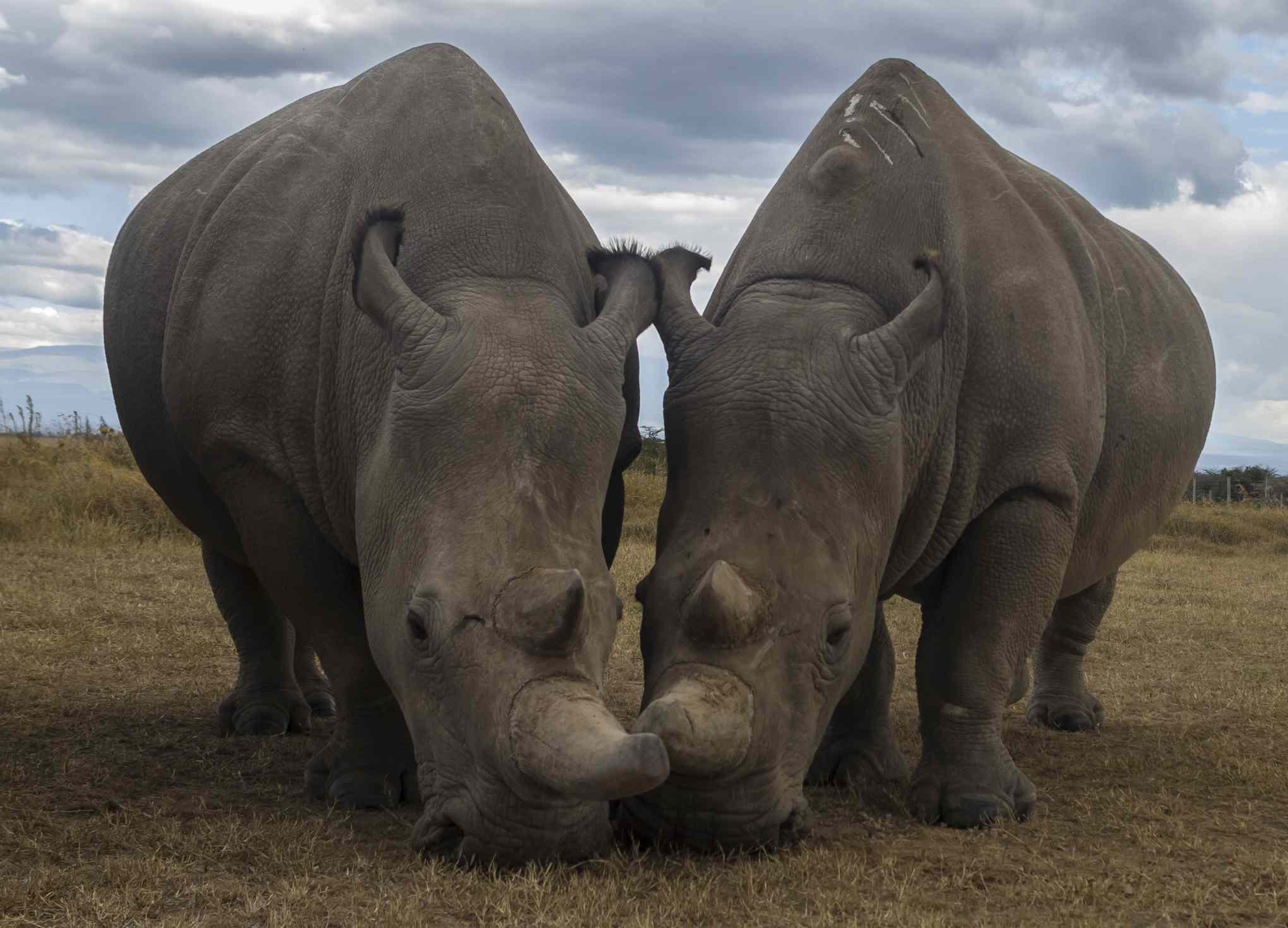 Северные носороги сколько осталось. Белый носорог. Последний белый носорог. Северный носорог белый носорог. Факты о белом носороге.
