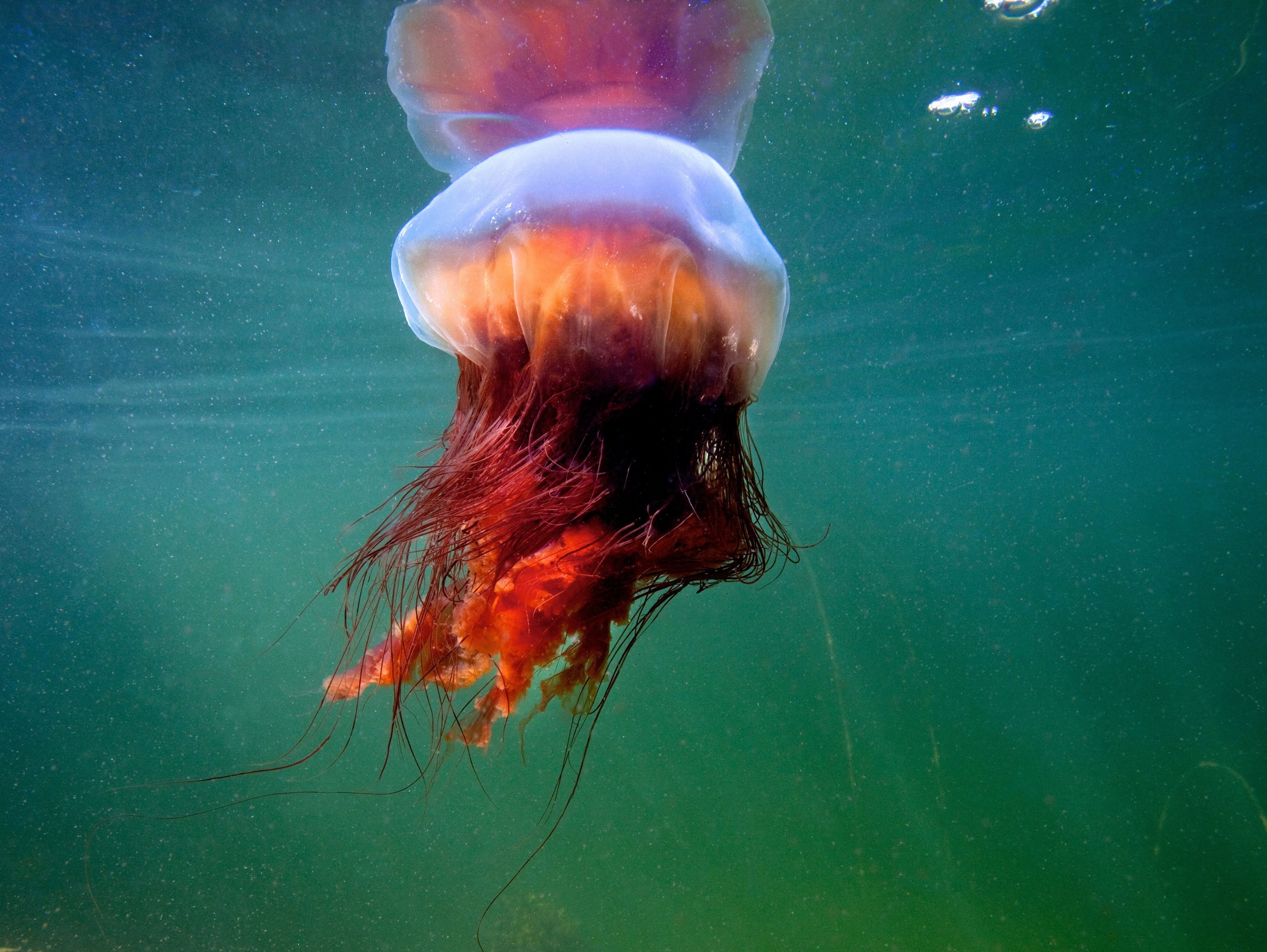 Арктическая гигантская медуза цианея