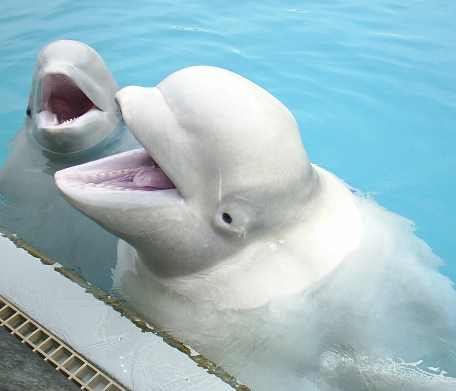 Лоб дельфина. Кит Белуха. Белый кит Белуха. Белый Дельфин Белуха. Белый Полярный кит Белуха.