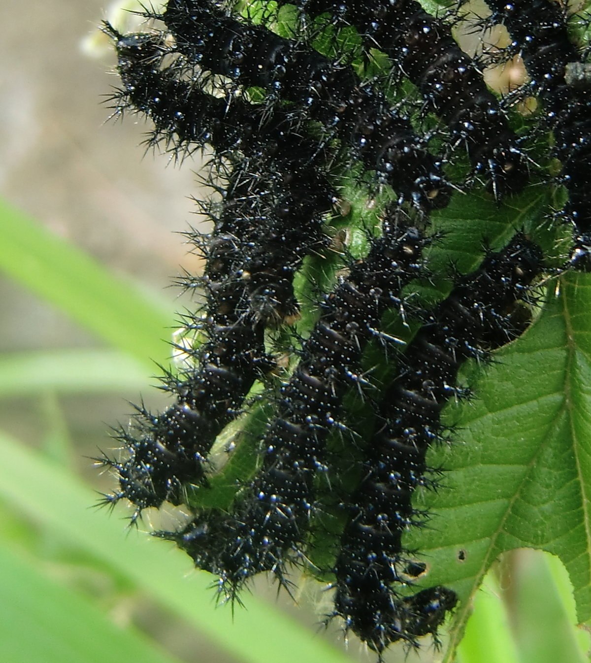 Мохнатые черные гусеницы фото и названия