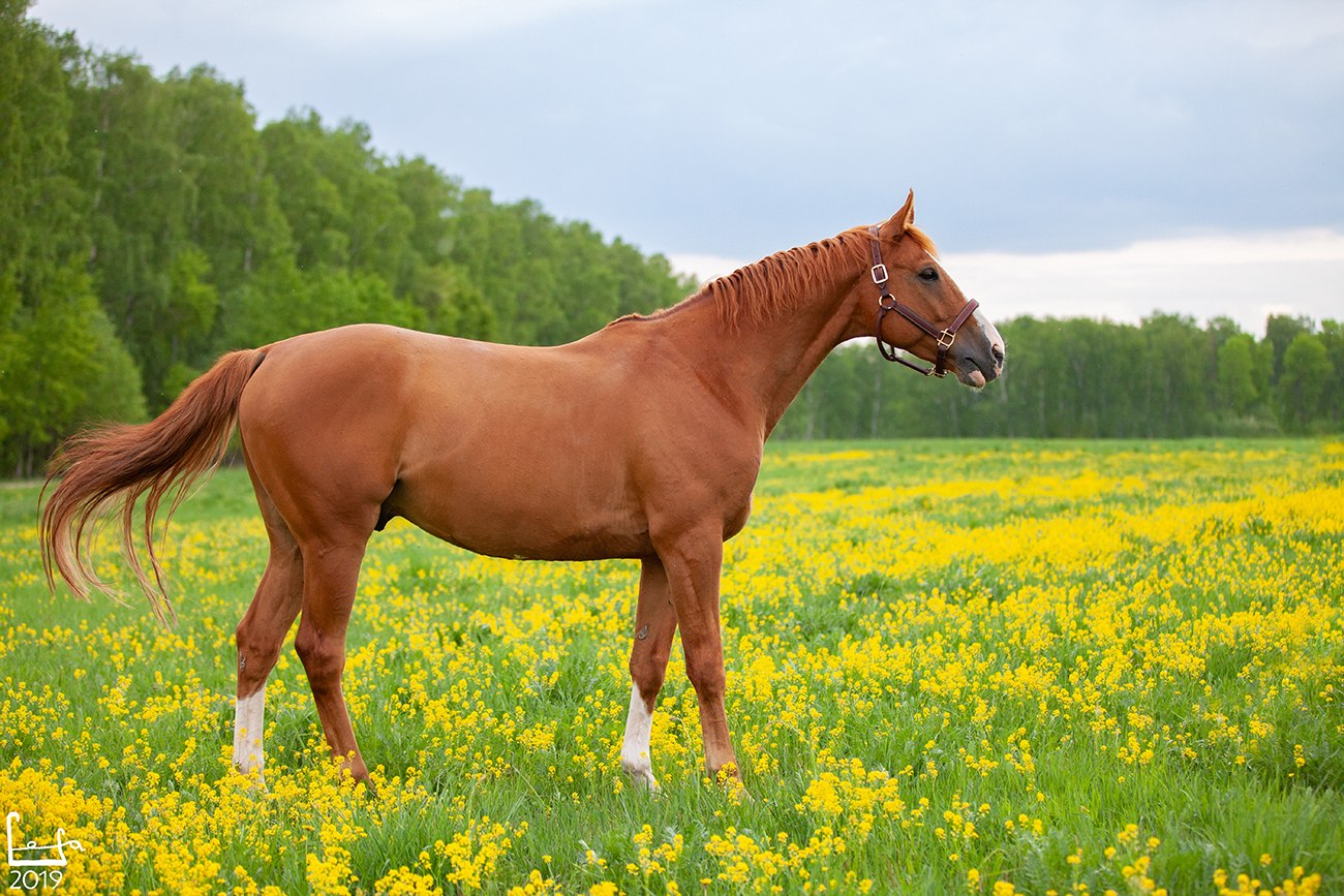 Кабардинская лошадь масть. Буденновская высококровная лошадь. Рыжая Буденновская лошадь. Рыжая порода лошадей Буденновская. Рыжая масть лошади.
