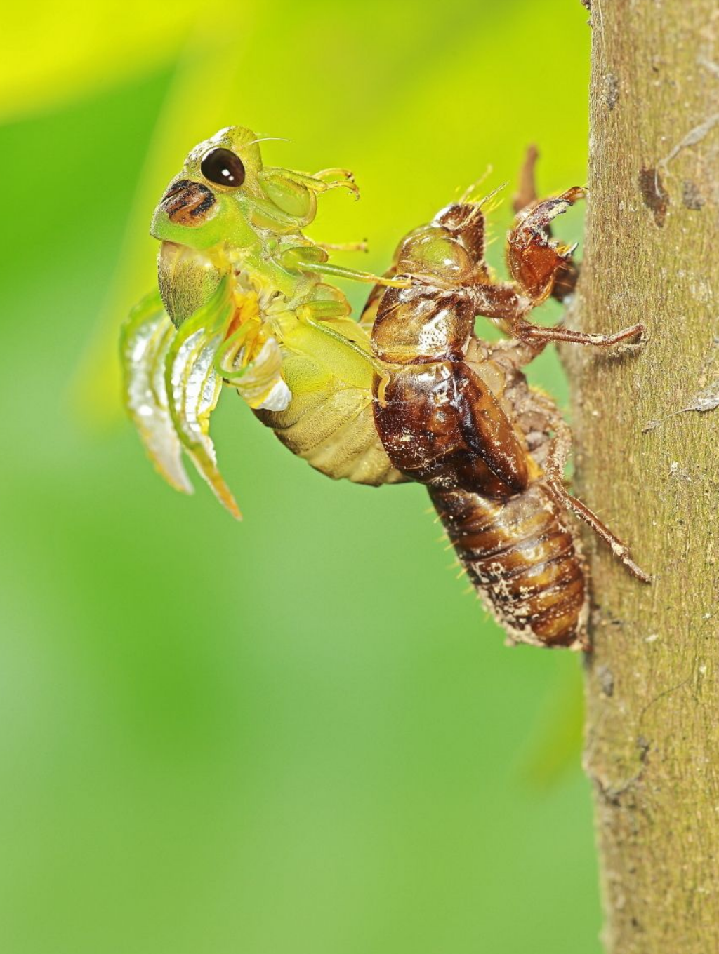 Личинка цикады фото