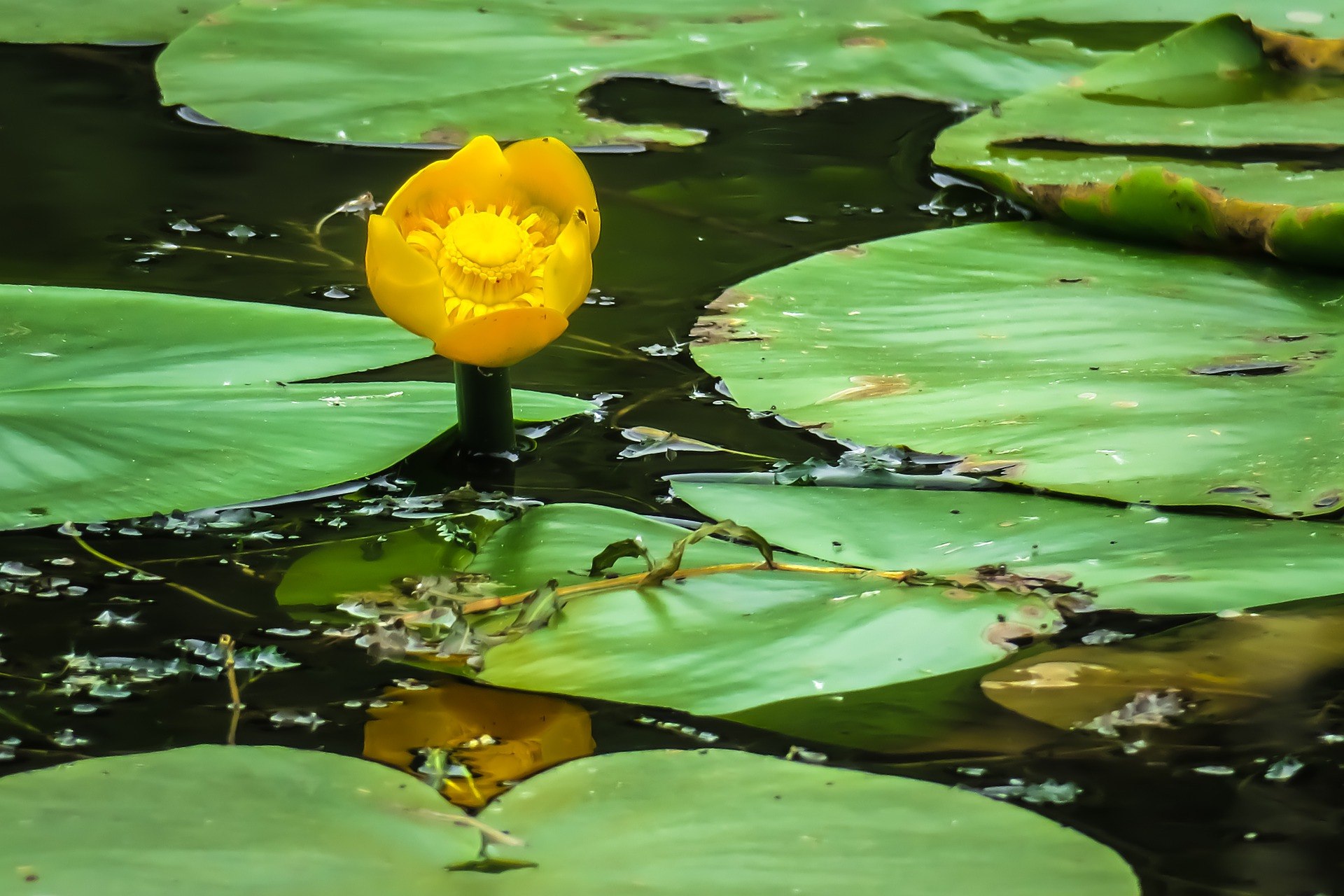 Желтая кувшинка на воде. Кубышка (Nuphar). Кубышка малая Nuphar pumila. Кубышка желтая (Nuphar lutea). Кубышка желтая водяная Лилия.