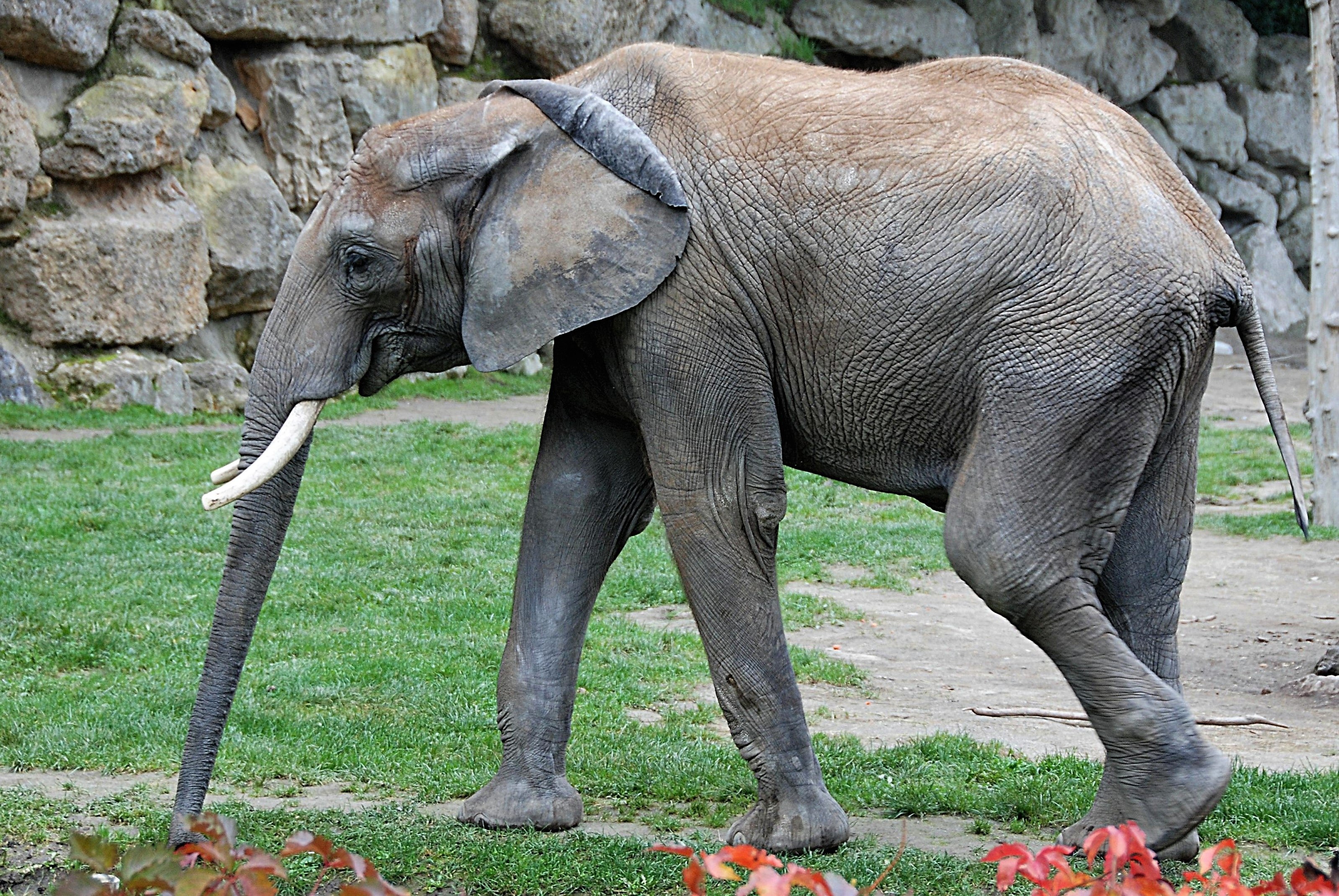 Внешний вид слонов. Африканский кустарниковый слон. Африканский, Лесной и индийский слон. Индийские слоны. Индийский слон слон.