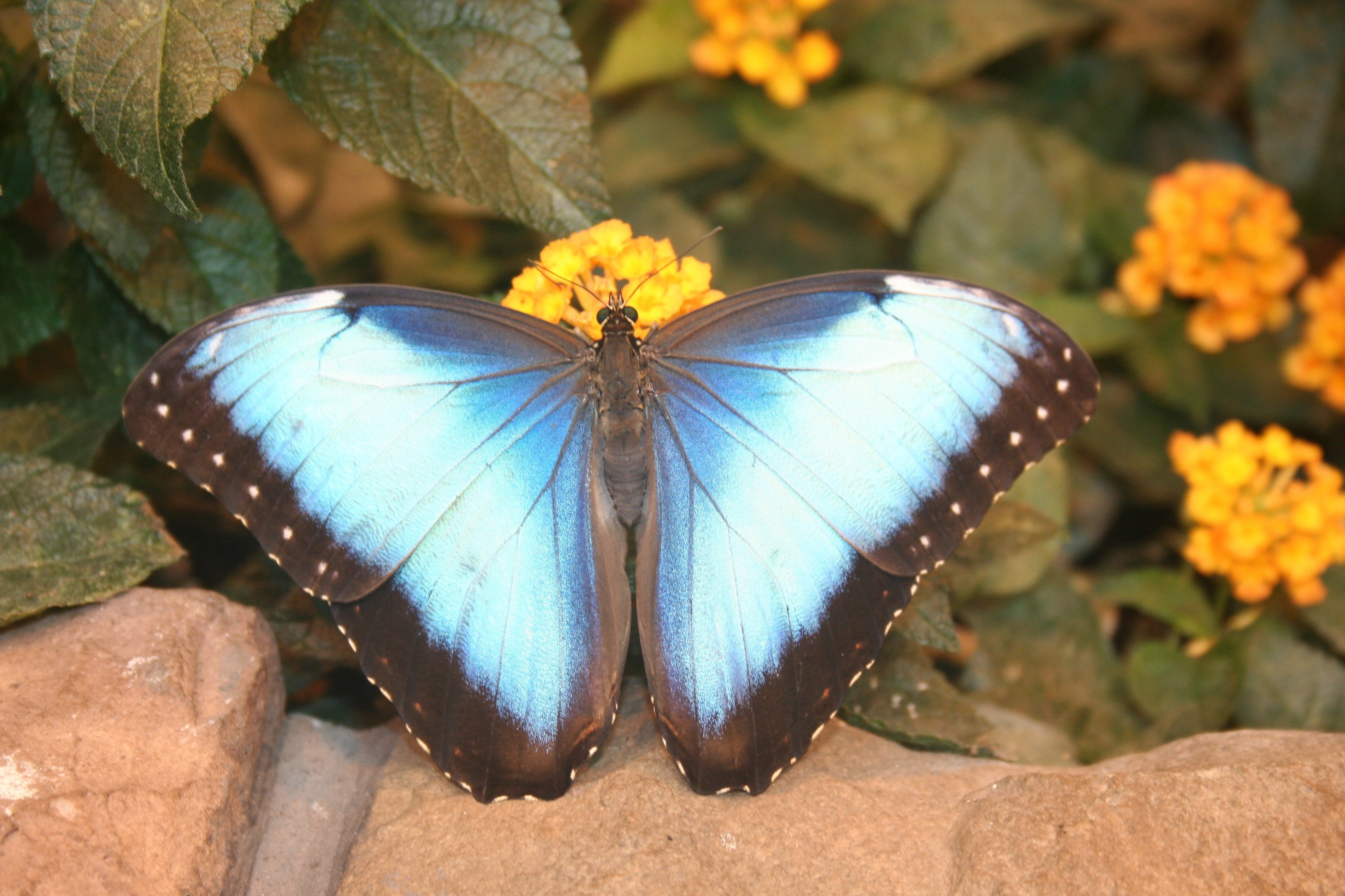 Какие имена бабочек. Урания Мадагаскарская. Бабочка Кардинал. Калифорнийский синий Махаон. Редкие бабочки.