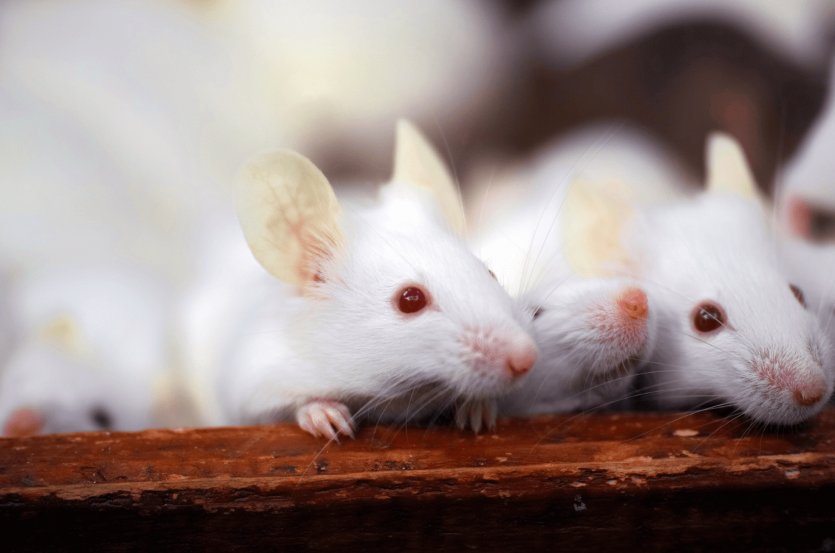 В дикой природе мыши с альбинизмом