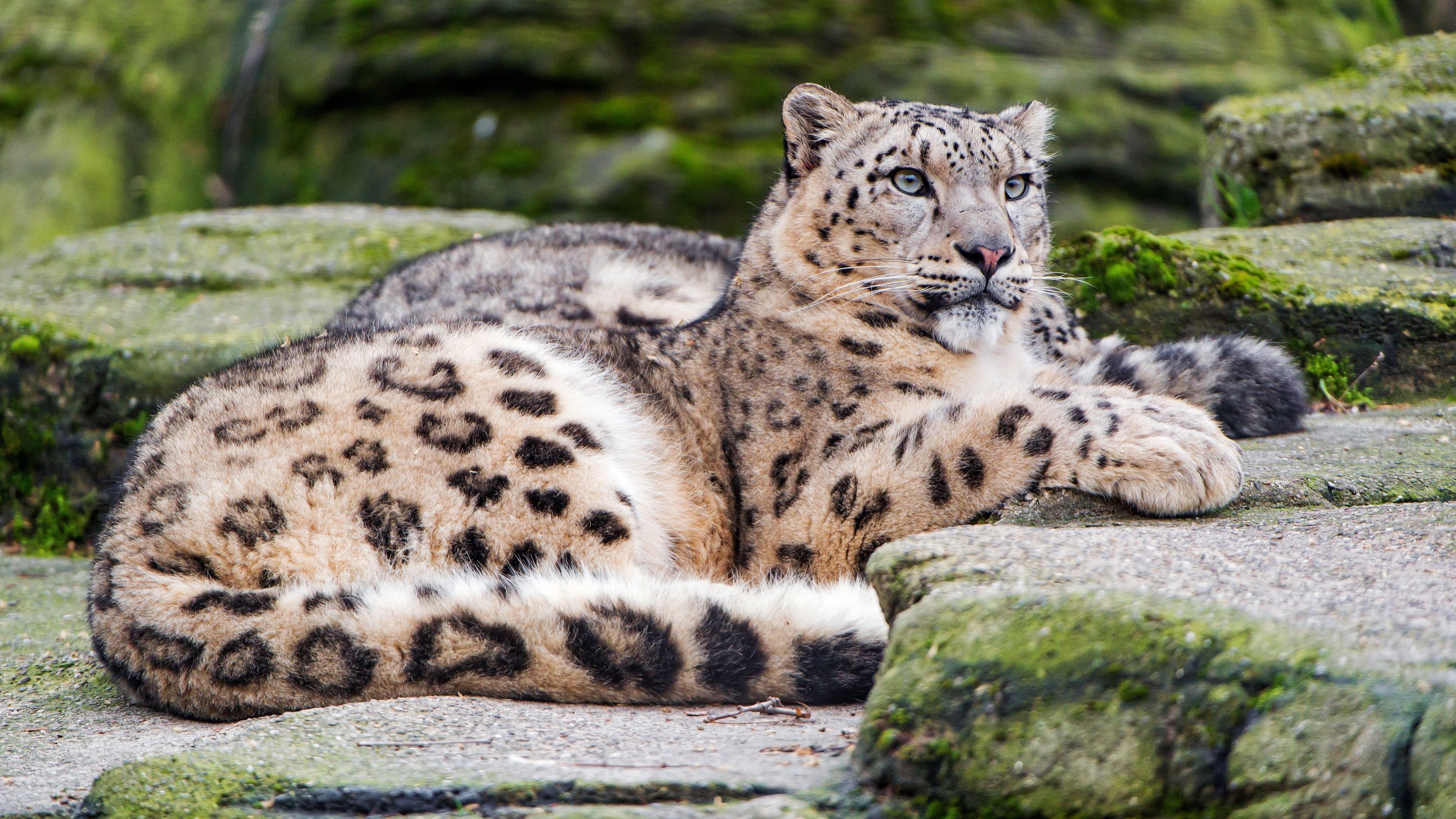 Сколько живут снежные барсы. Снежный Барс (Ирбис, снежный леопард). - Снежный Барс (Panthera uncia. Барс и леопард.