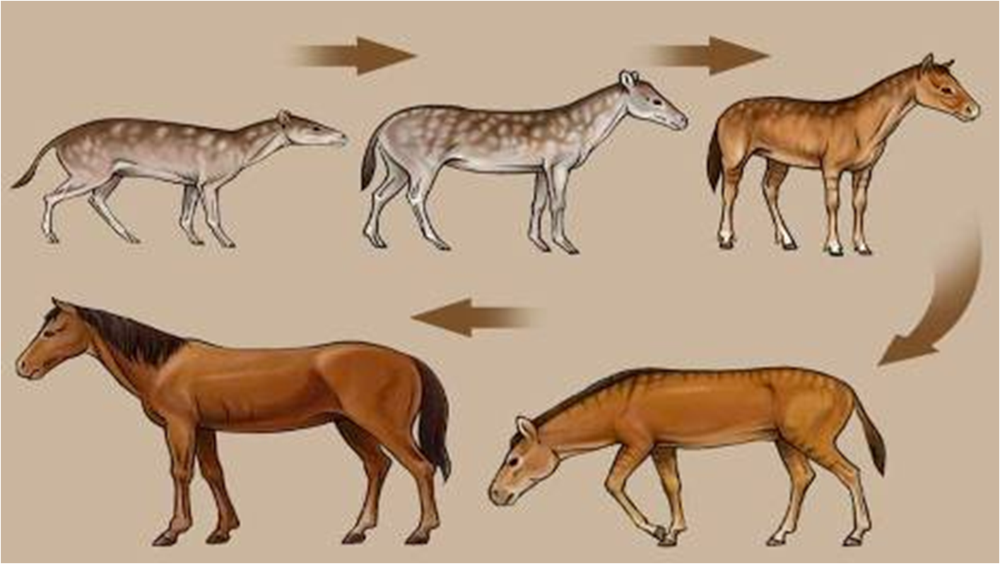 Где произошли лошади. Эогиппус предок лошади. Филогенетический ряд предков лошади. Филогенетический ряд современной лошади. Эволюция лошадей эогиппус.