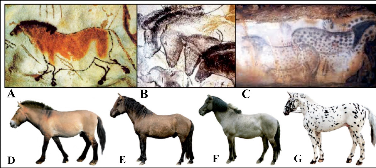 Происхождение породы животного. Первые одомашненные лошади. Первые прирученные лошади. Селекция лошадей. Одомашнивание лошади.