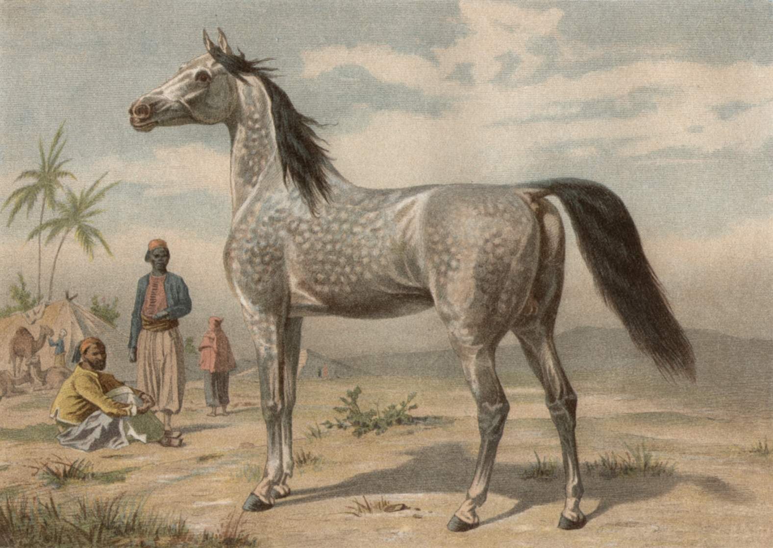 Первая лошадка. Гиппарион неоген. Эогиппус предок лошади. Гиппарион лошадь. Древняя лошадь.