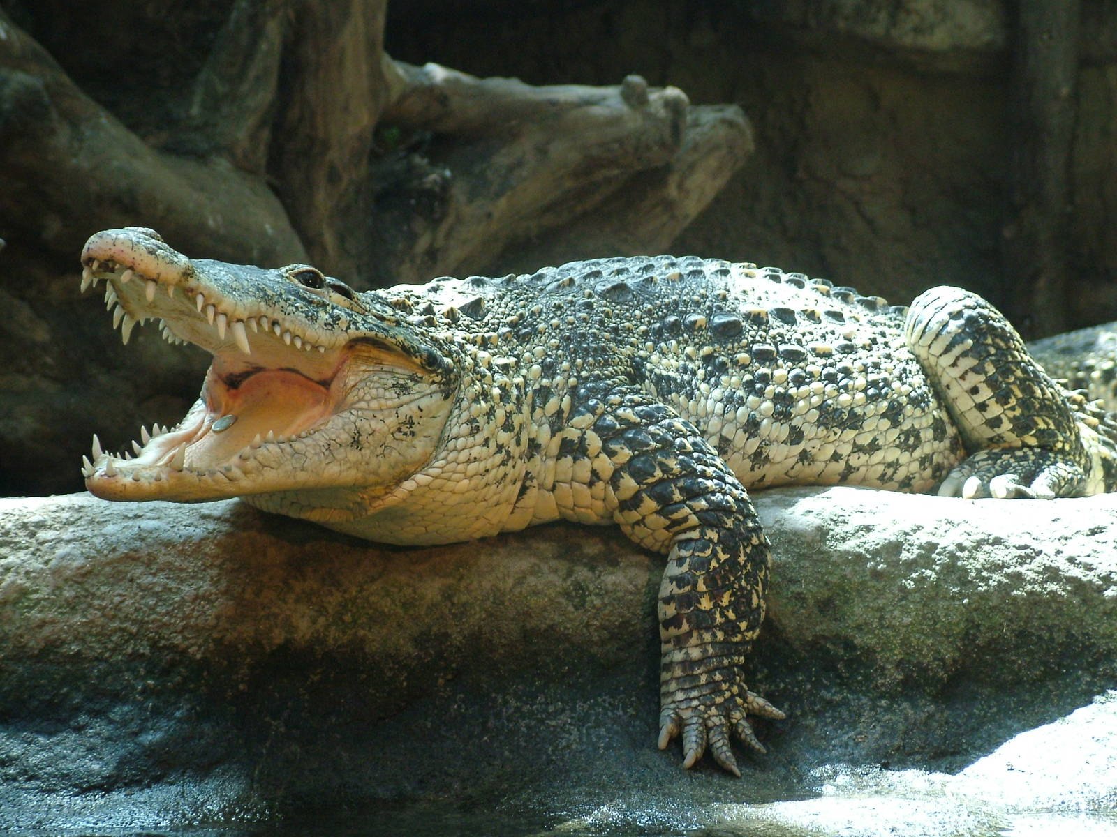 Крокодил картинка. Кубинский крокодил Crocodylus rhombifer. Мадагаскар крокодил. Жемчужный крокодил. Крокодиловая ферма Лазаревское.