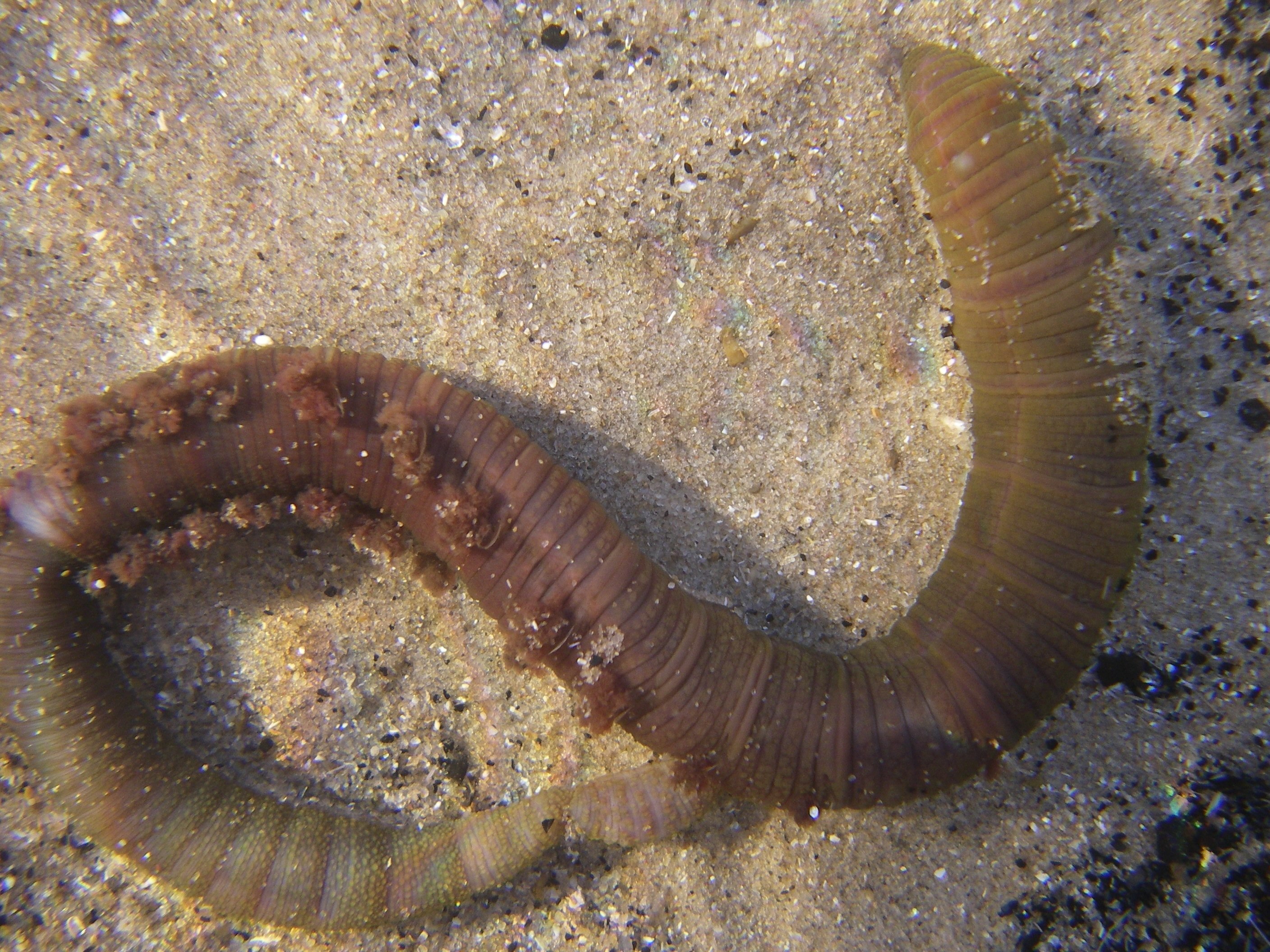 морской червь черное море