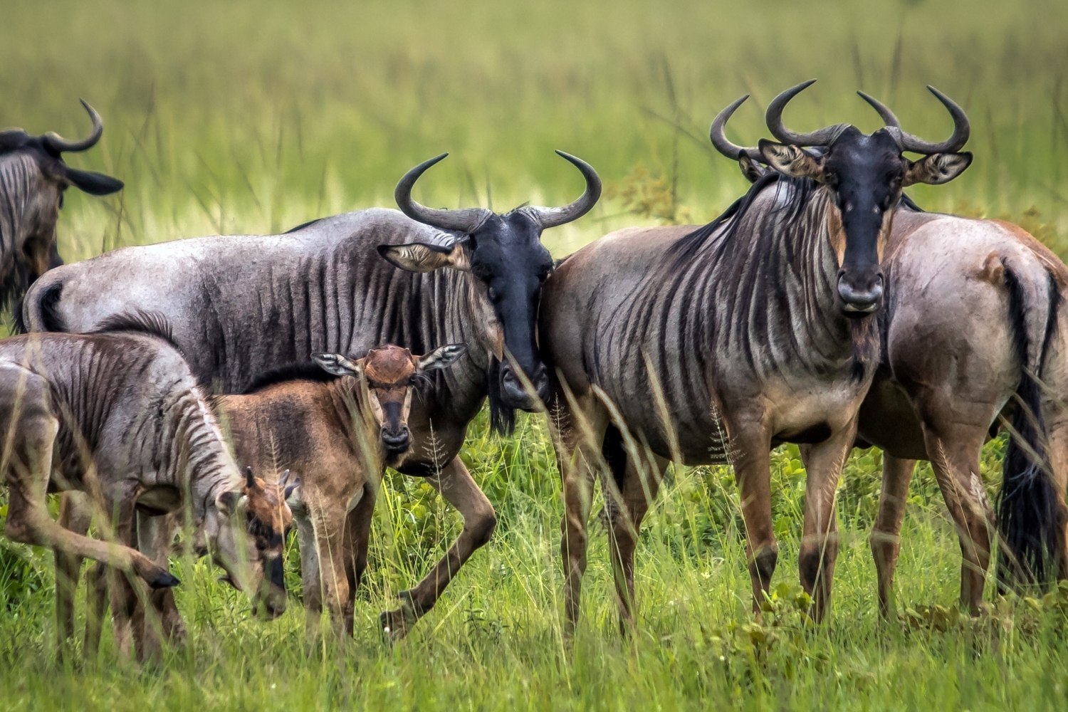 Большой гну. Антилопа гну. Африканская антилопа Гни. Антилопа гну в Африке. Голубая антилопа гну.