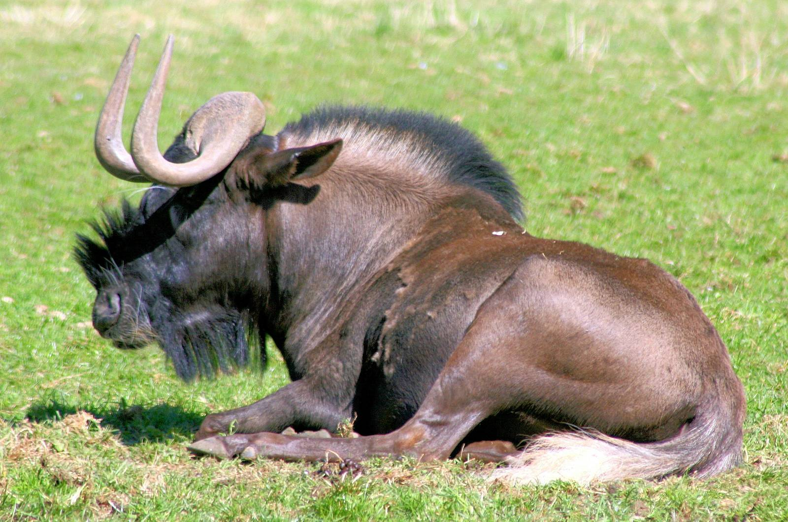 Сайт гну. Антилопа гну. Рога антилопы гну. Белохвостая антилопа гну. Гималайский гну.
