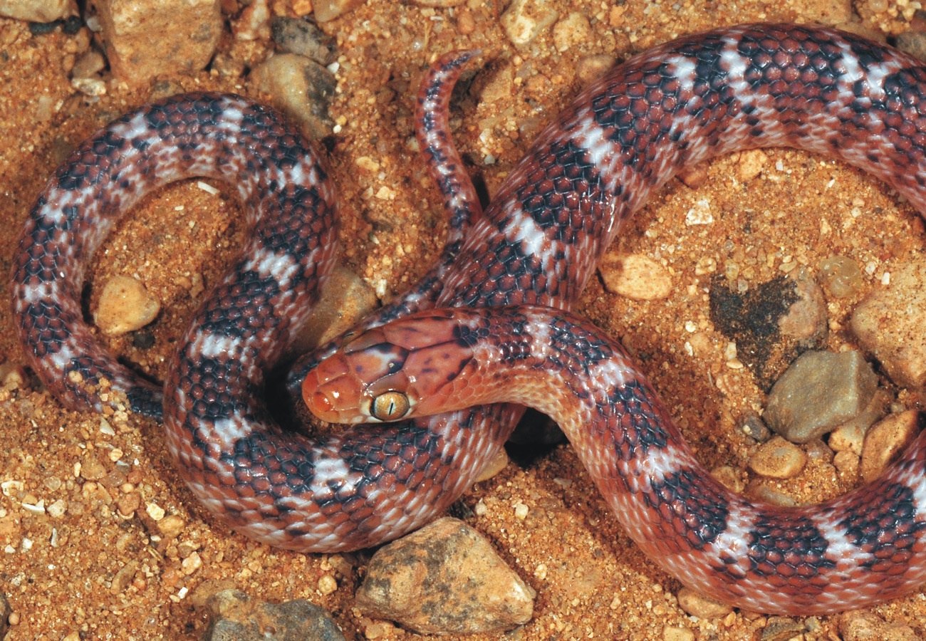 Pseudalsophis biserialis. Новый вид змеи. Гибриды змей. Гибрид змеи