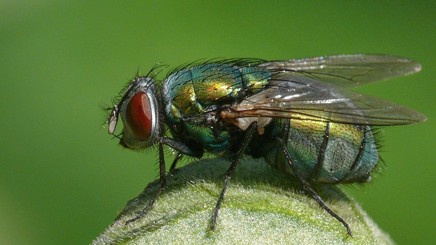 Зеленая мясная муха. Муха навозная зеленая. Серая мясная Муха личинки. Зеленая падальная Муха личинки.