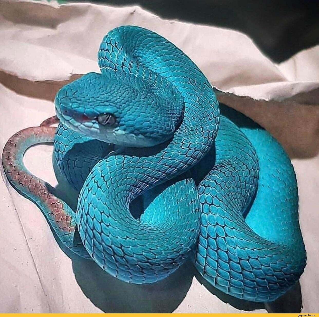 Синяя змейка. Голубая куфия змея. Голубая куфия гадюка. Голубая комодская куфия. Куфия змея Белогубая.