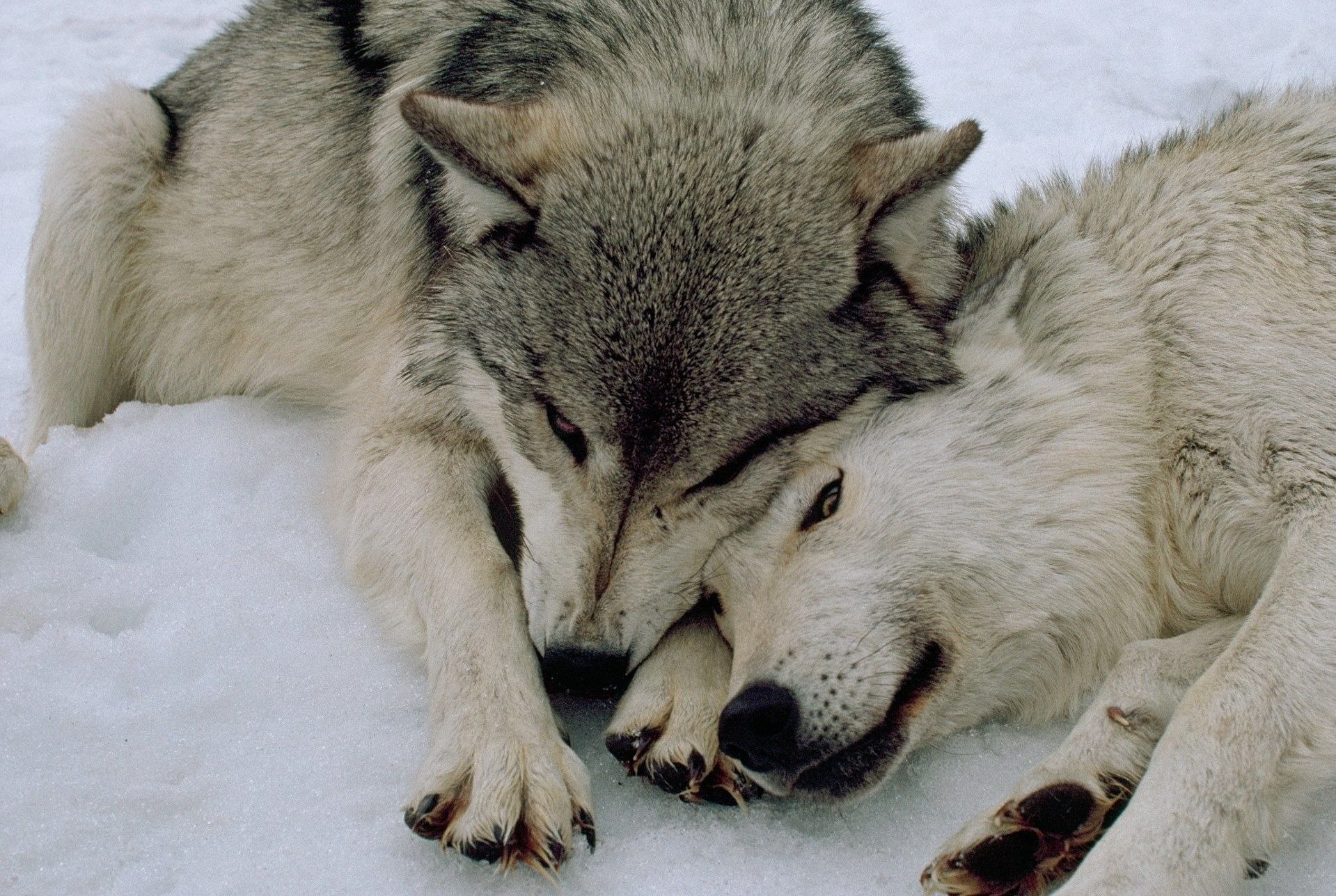 Полюбить волка